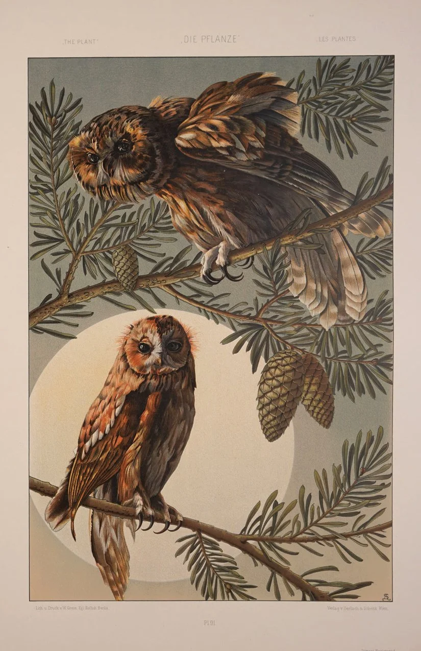 OwlPair.jpg