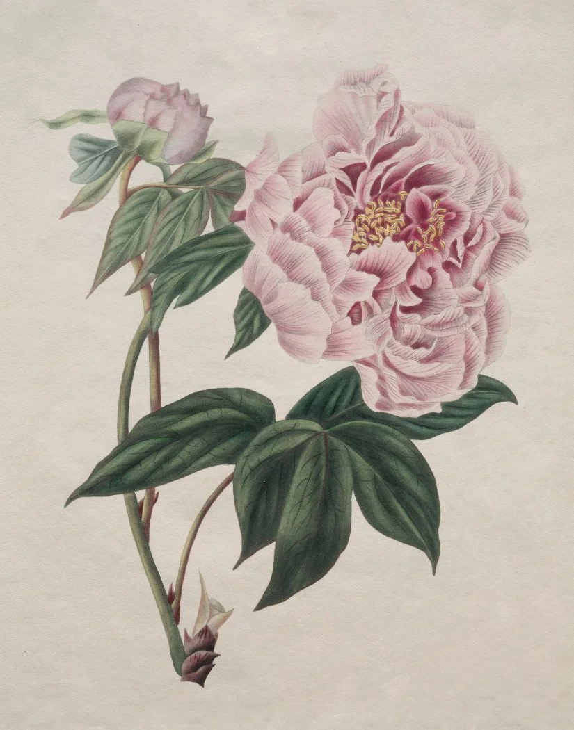 PeonyBotanical.jpg
