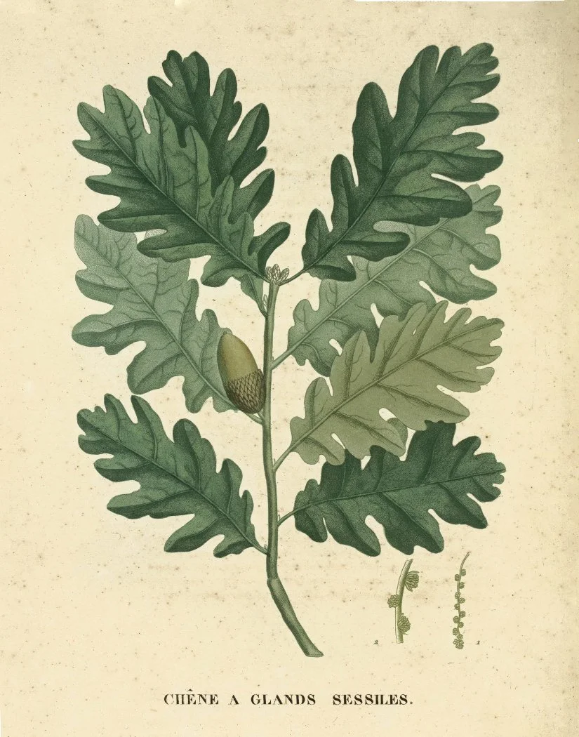 Oak.jpg