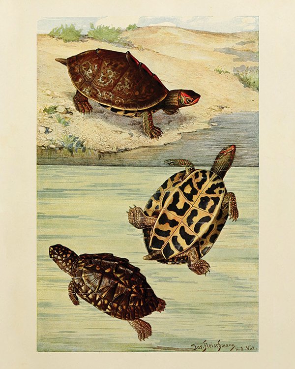 Turtles_8x10.jpg