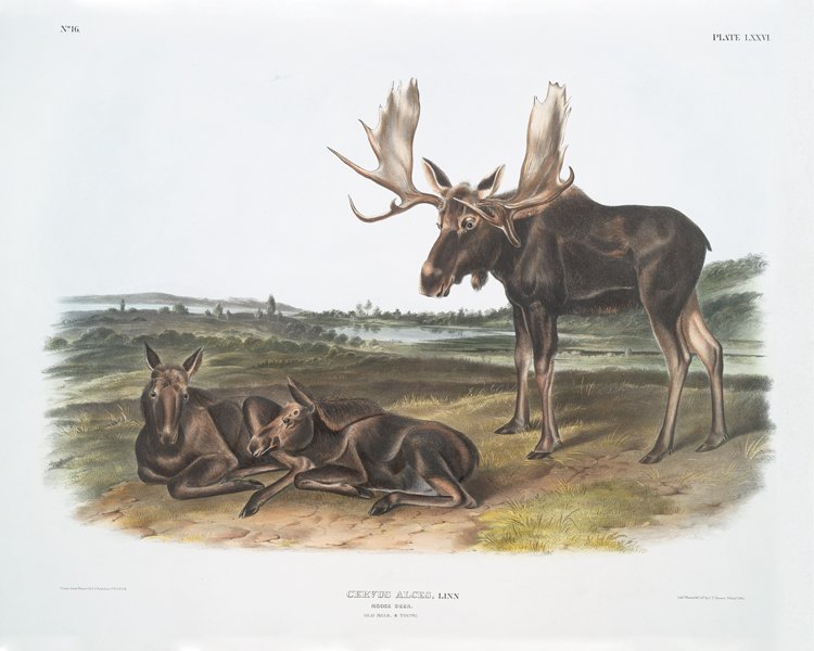 Moose_8x10.jpg