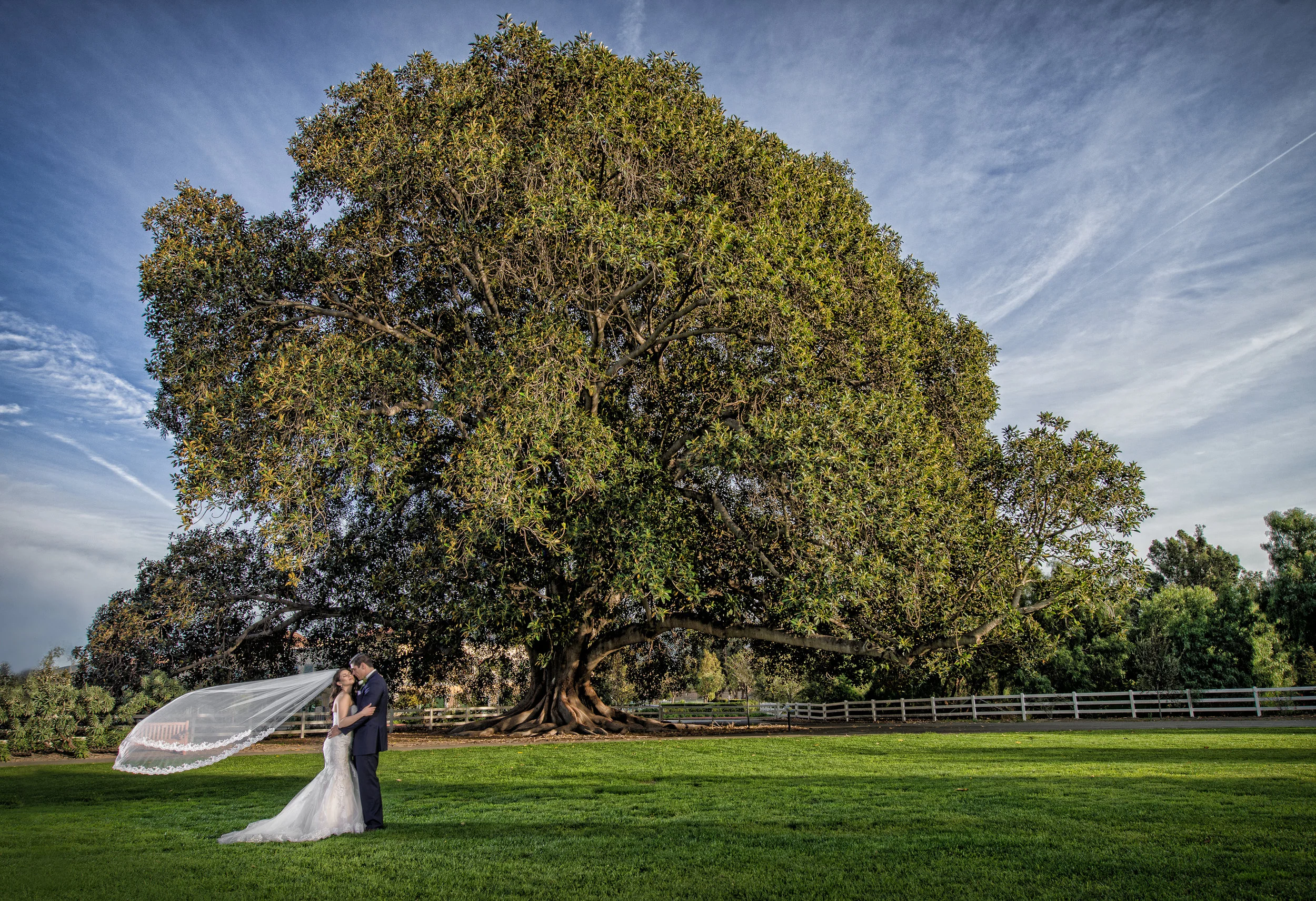 Bride and Groom at the Tree at the Camarillo Ranch House