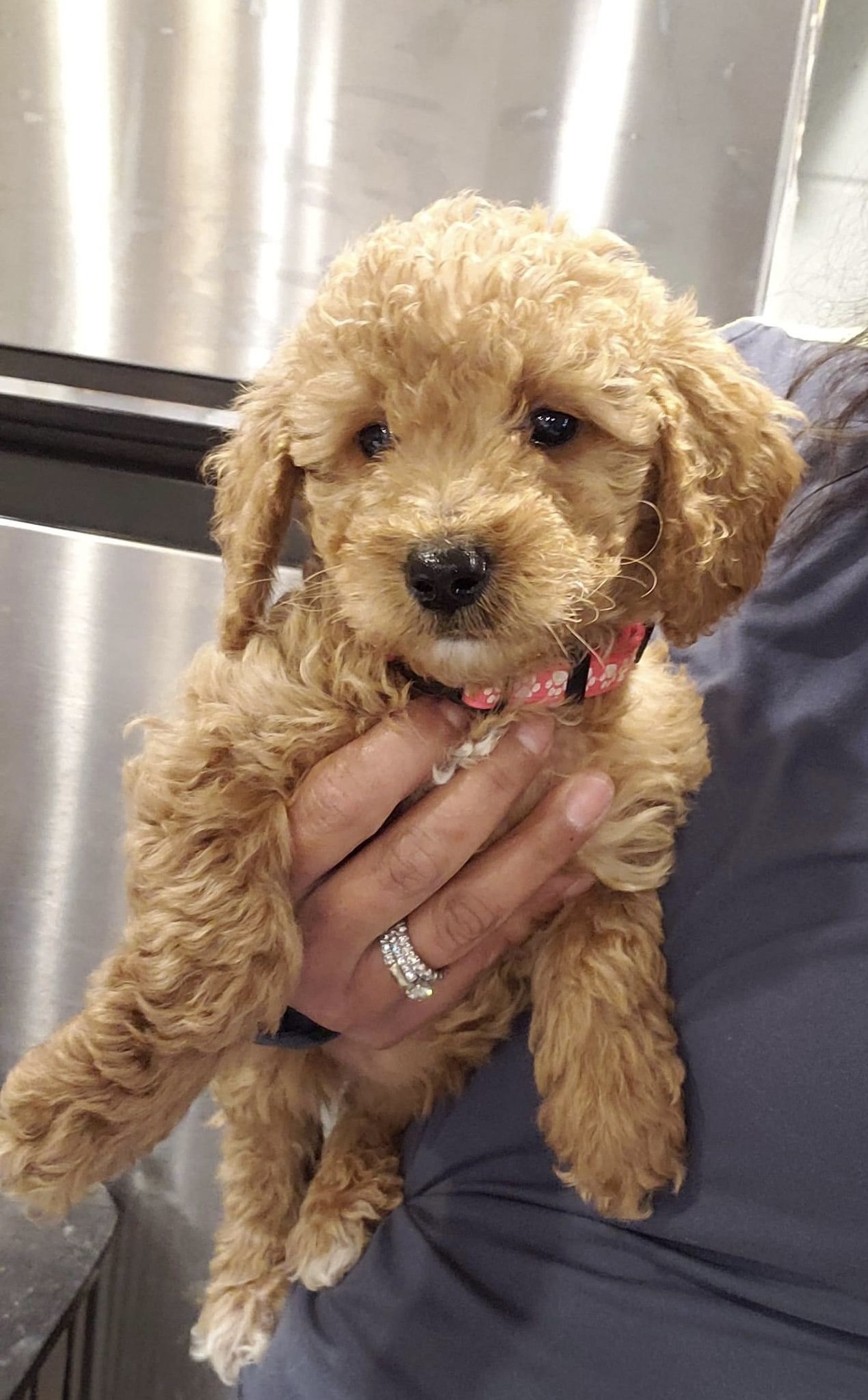 Female-Pinky-Winky-Mini-goldendoodle_2-24.jpg