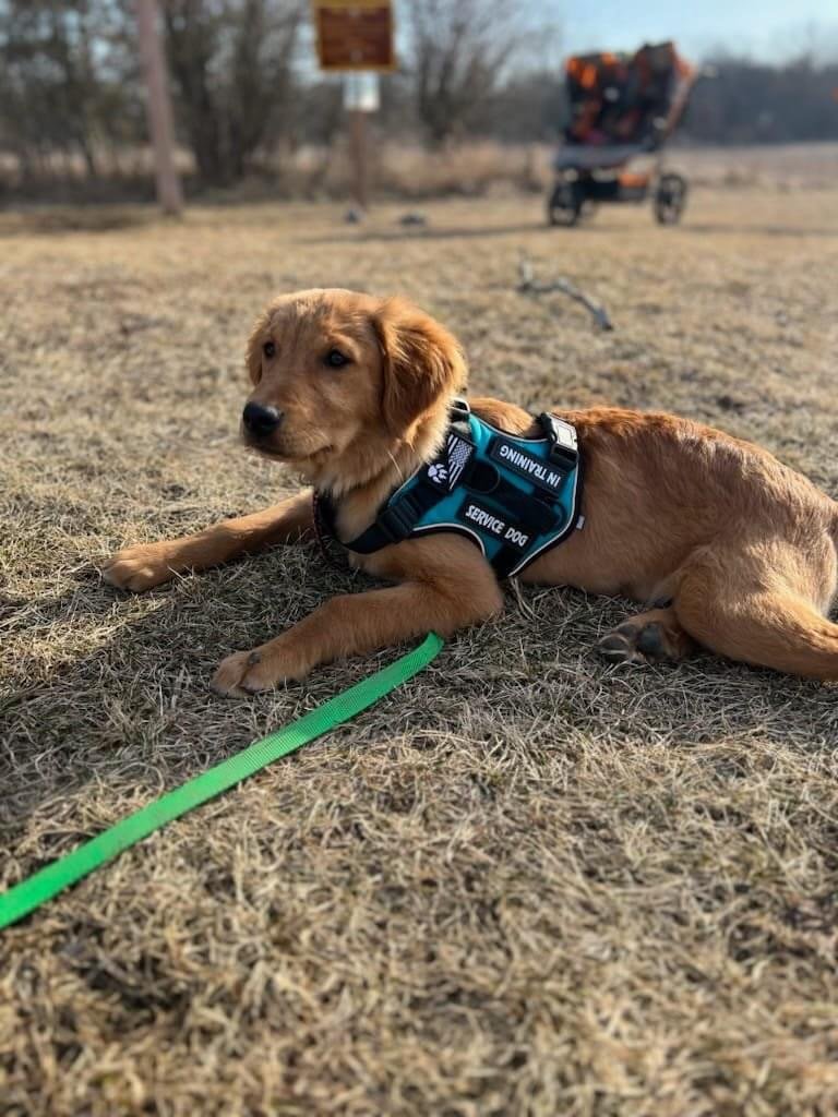 Golden-service-dog-in-training.JPG