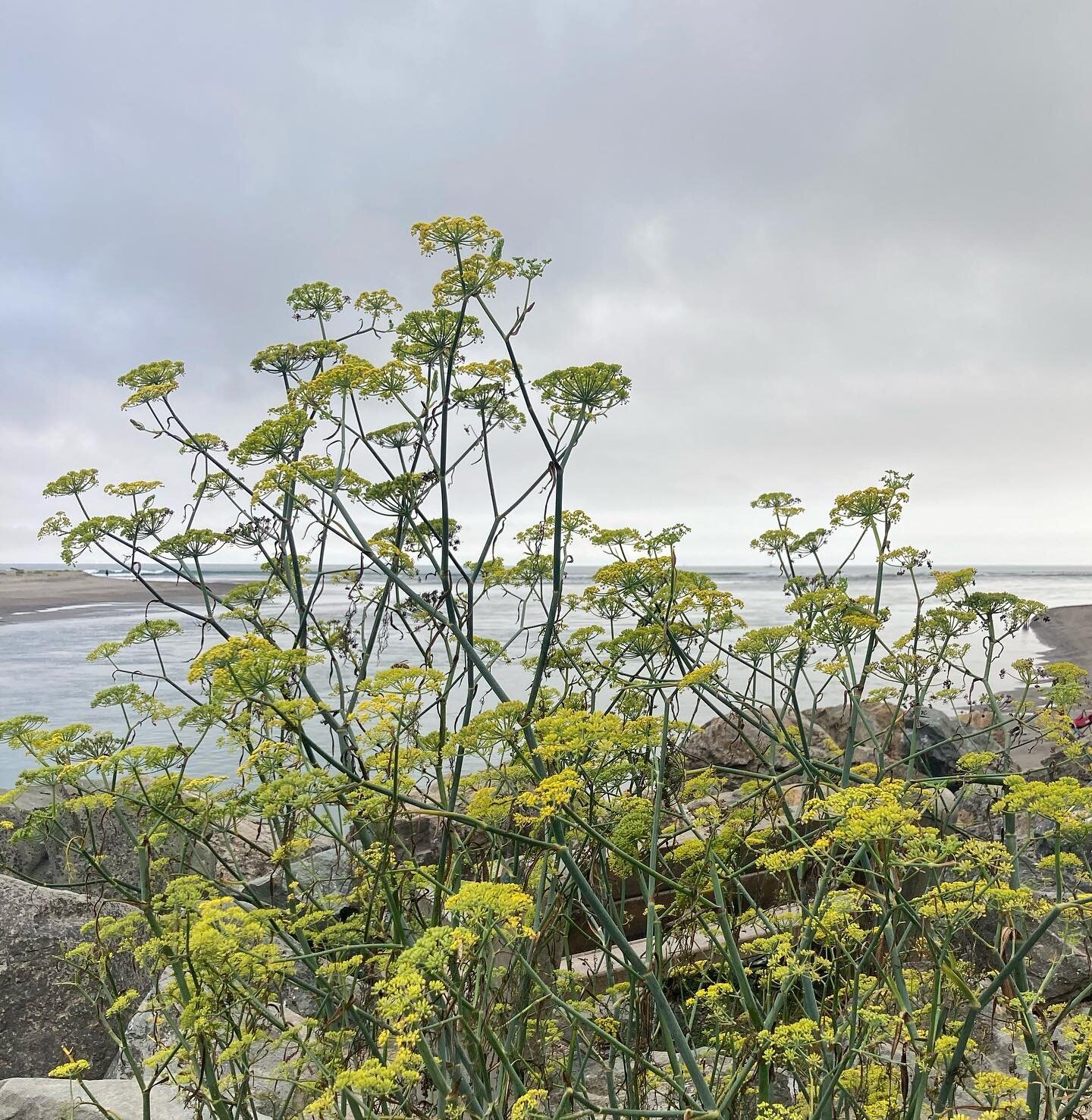 Wild fennel + salty sea breeze &hellip; a favorite Northern California fragrance