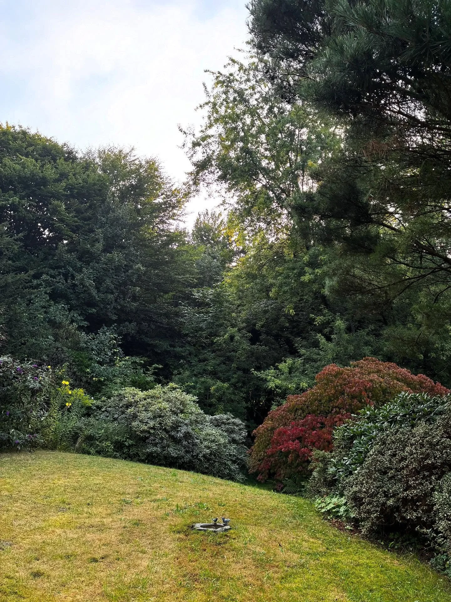 Childhood memories 🌿 and thinking of my mom who can&rsquo;t wait to leave the hospital and return to her favorite place soon