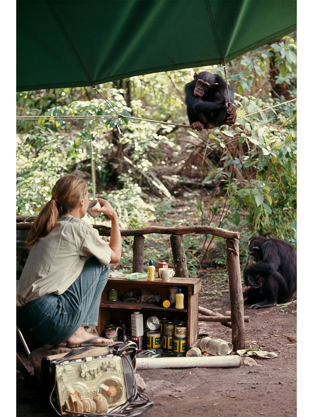 So long, farewell, Auf Wiedersehen, goodbye to a childhood hero 🤍
#JaneGoodall