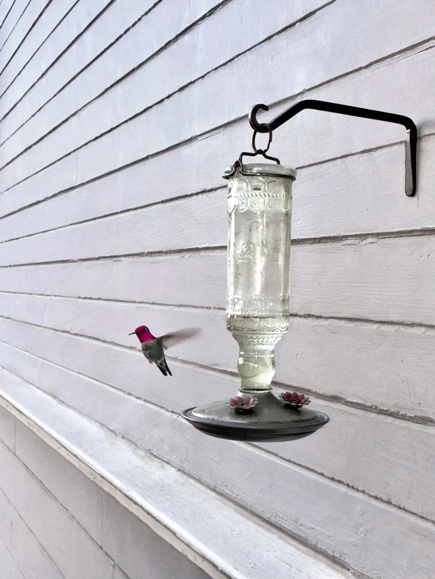 Happy New Year from a favorite windowsill