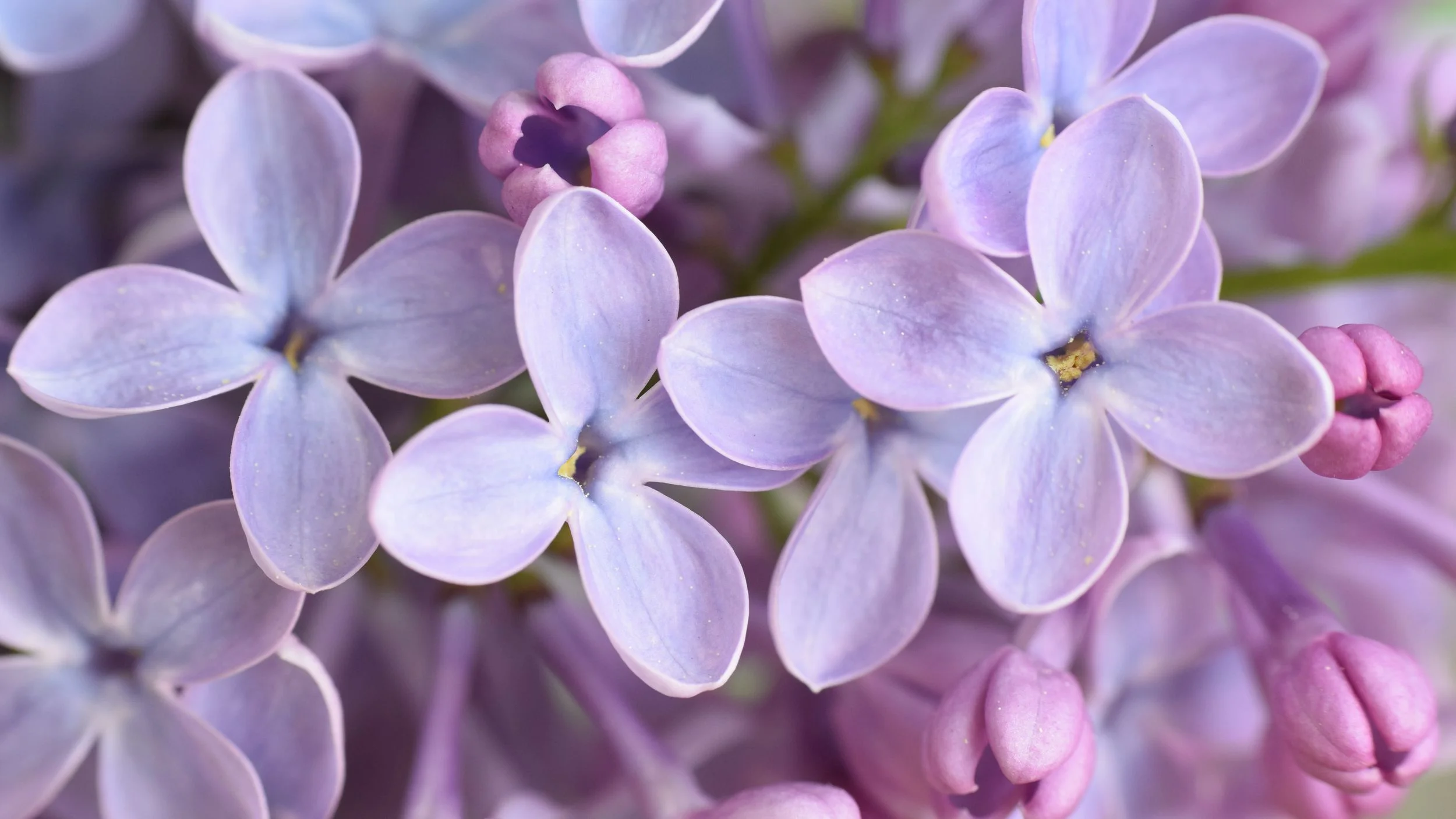 17f7204c4333bc265bb7f1e1d47a2f7f--plant-catalogs-seed-pods.jpg