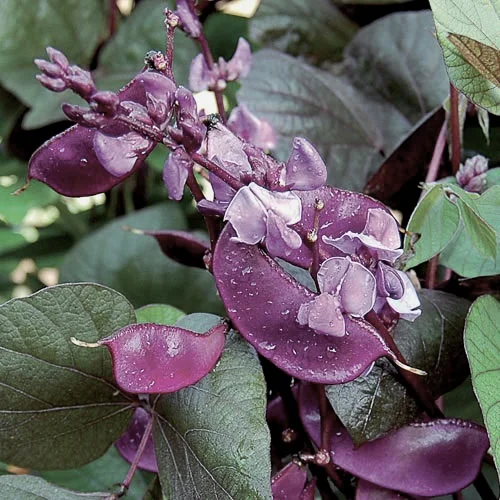 Hyacinth Bean Plant ‘Ruby Moon’
