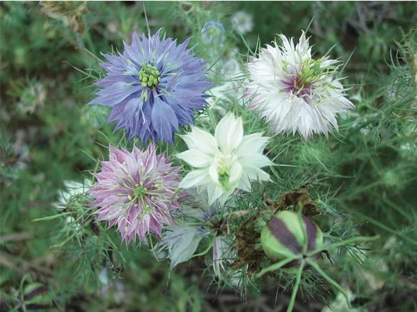 Love in a Mist plant