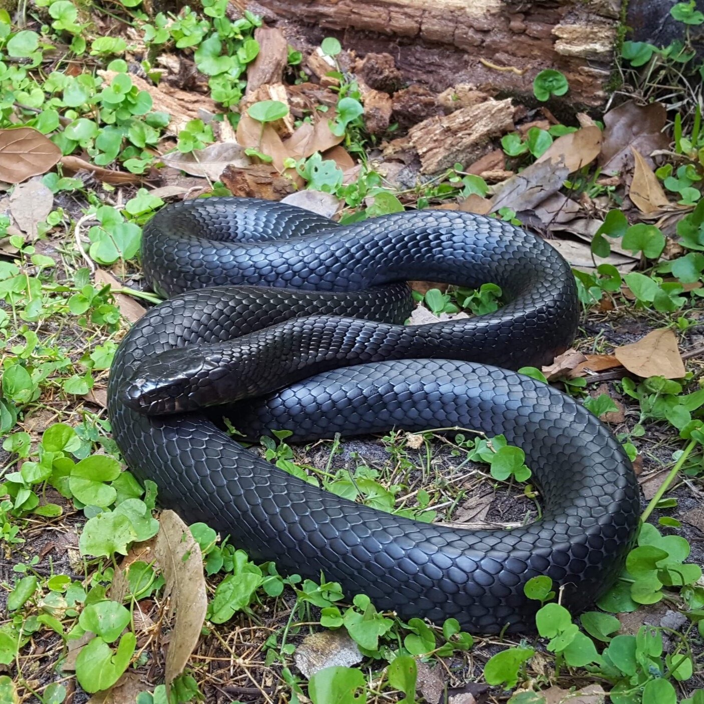 Eastern Indigo Snake