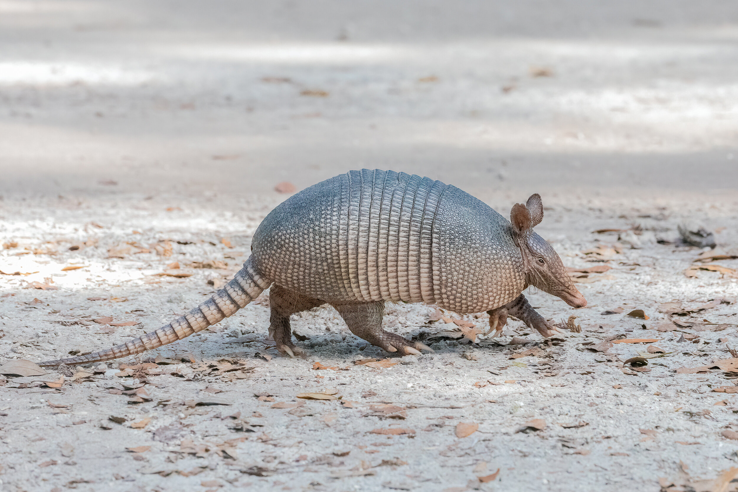 9 banded armadillo ball