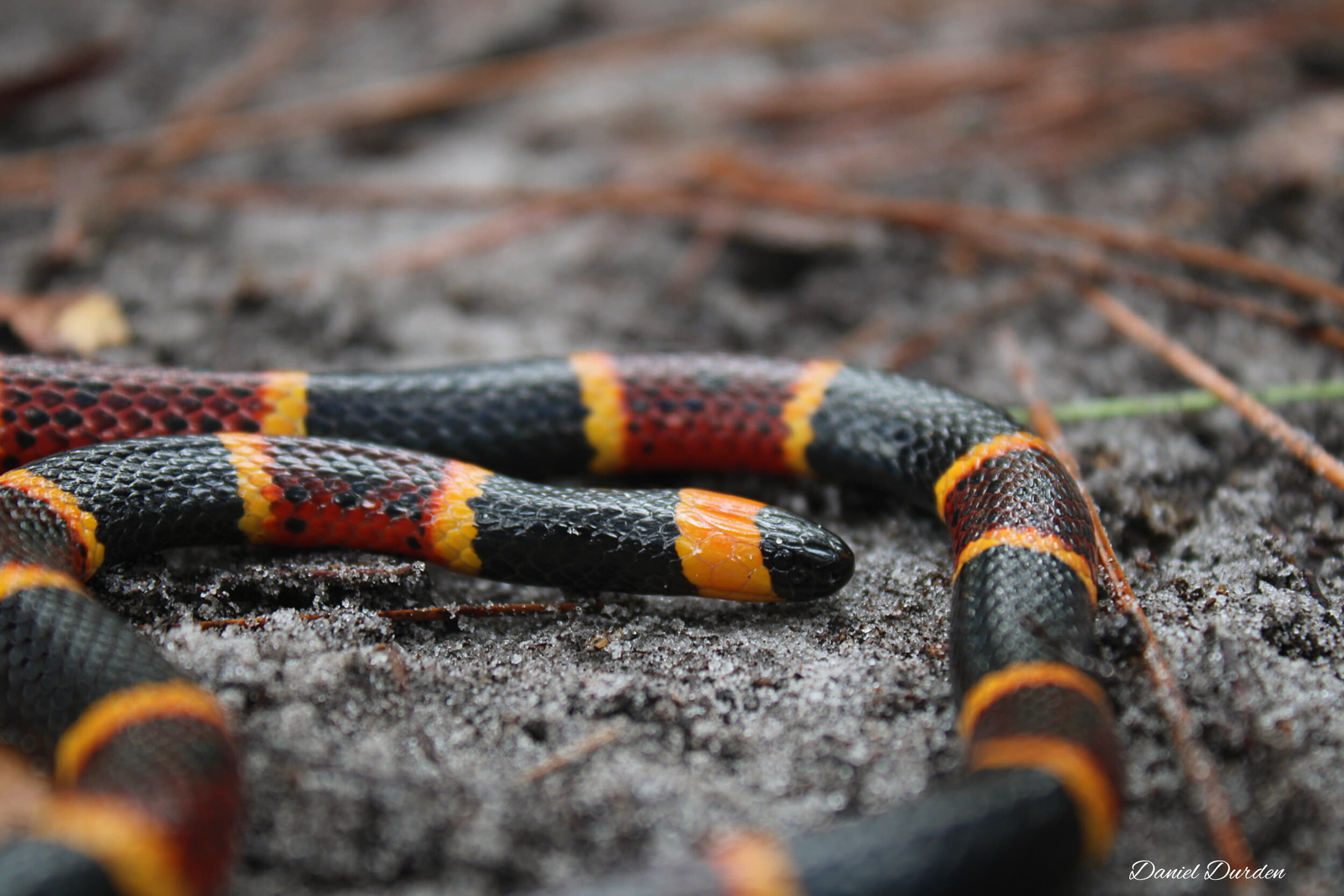 Coral snake, Diet, Size, Rhyme, & Facts