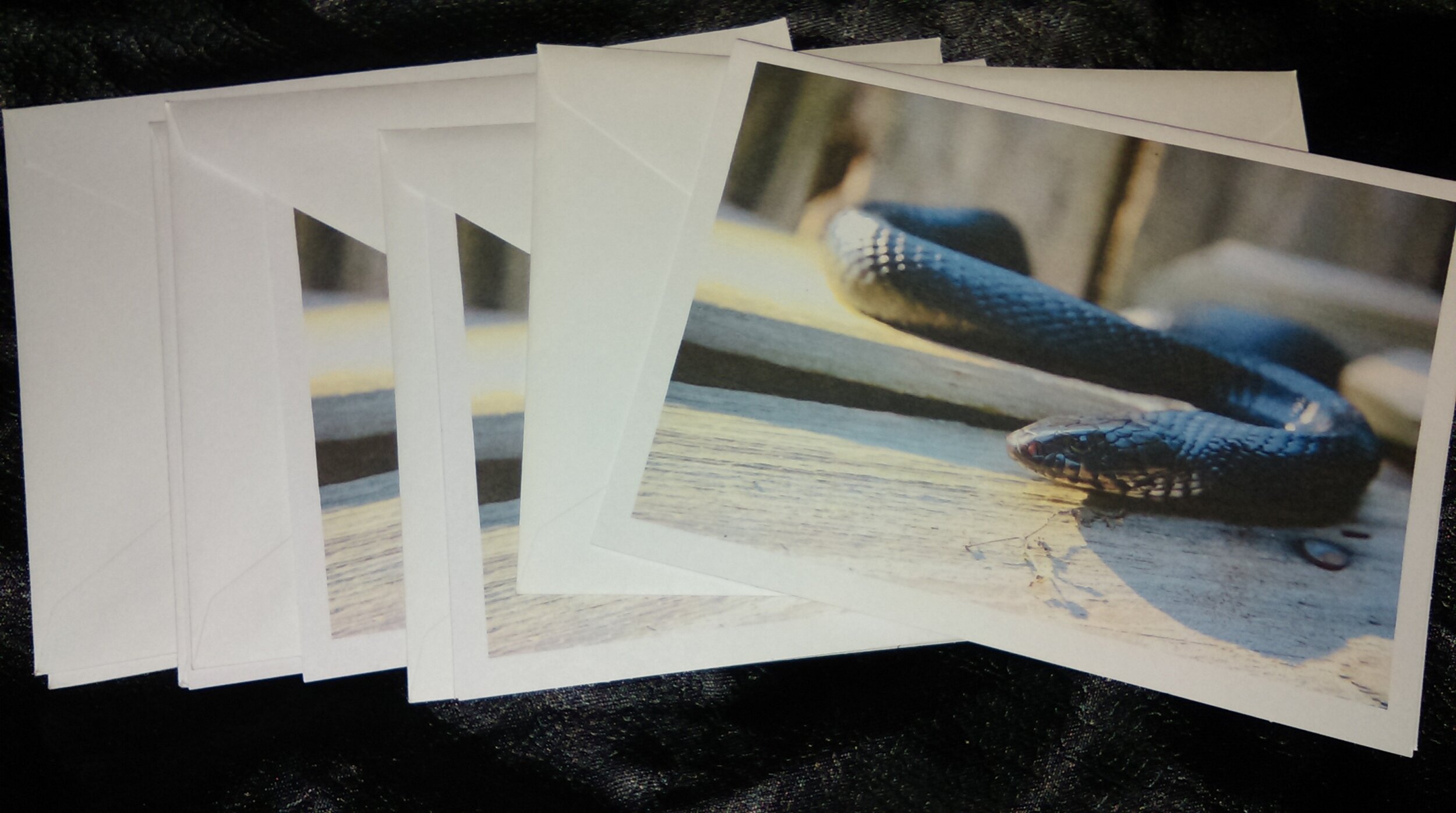 Elvira the Indigo Snake Card set of (5)