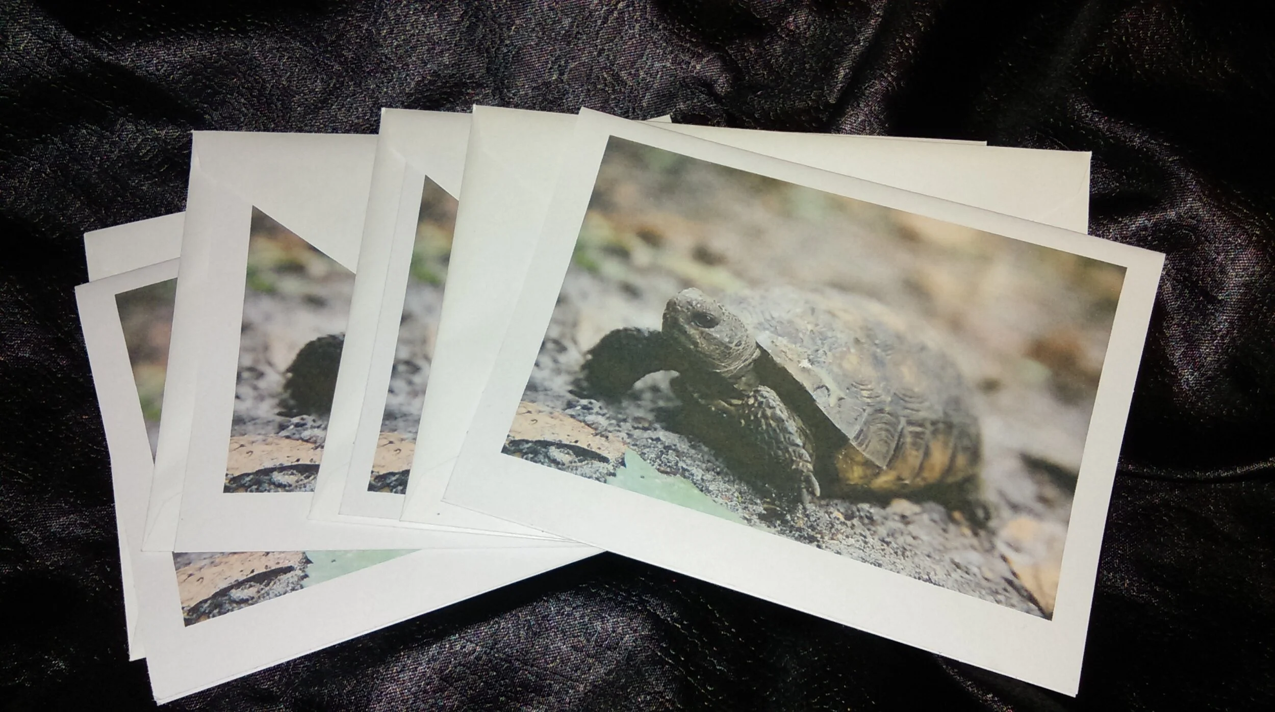 Sheldon Gopher Tortoise Card Set of (5)