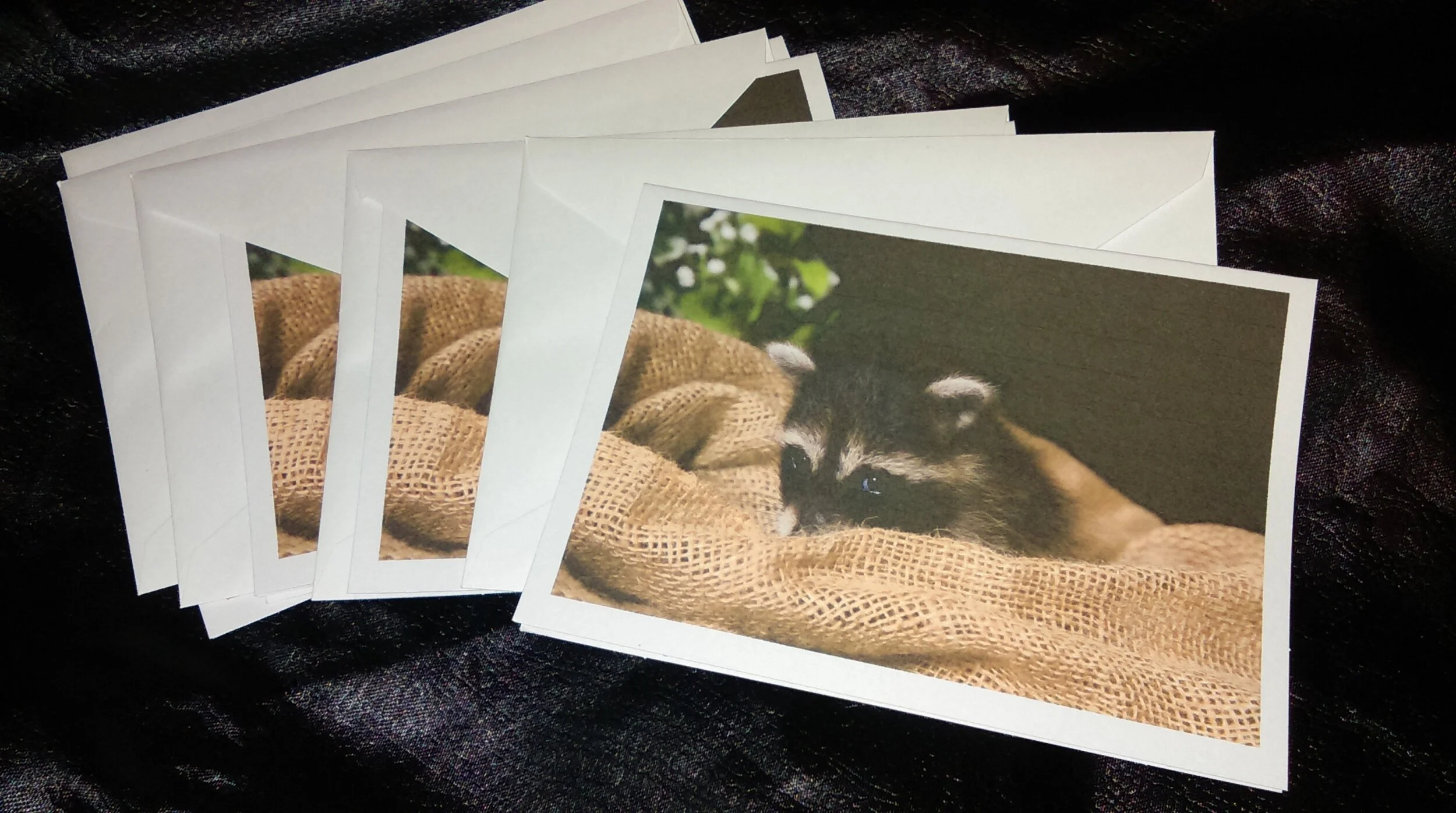 Takoda the Raccoon Card Set of (5)