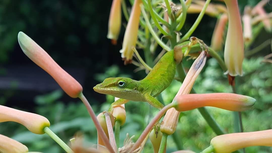 Green Anole