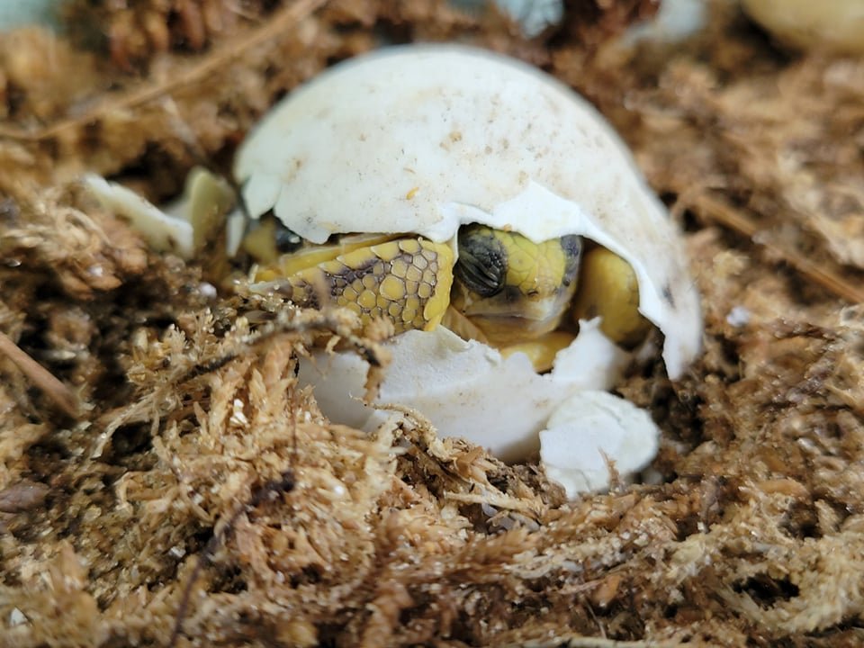Gopher emerging from egg