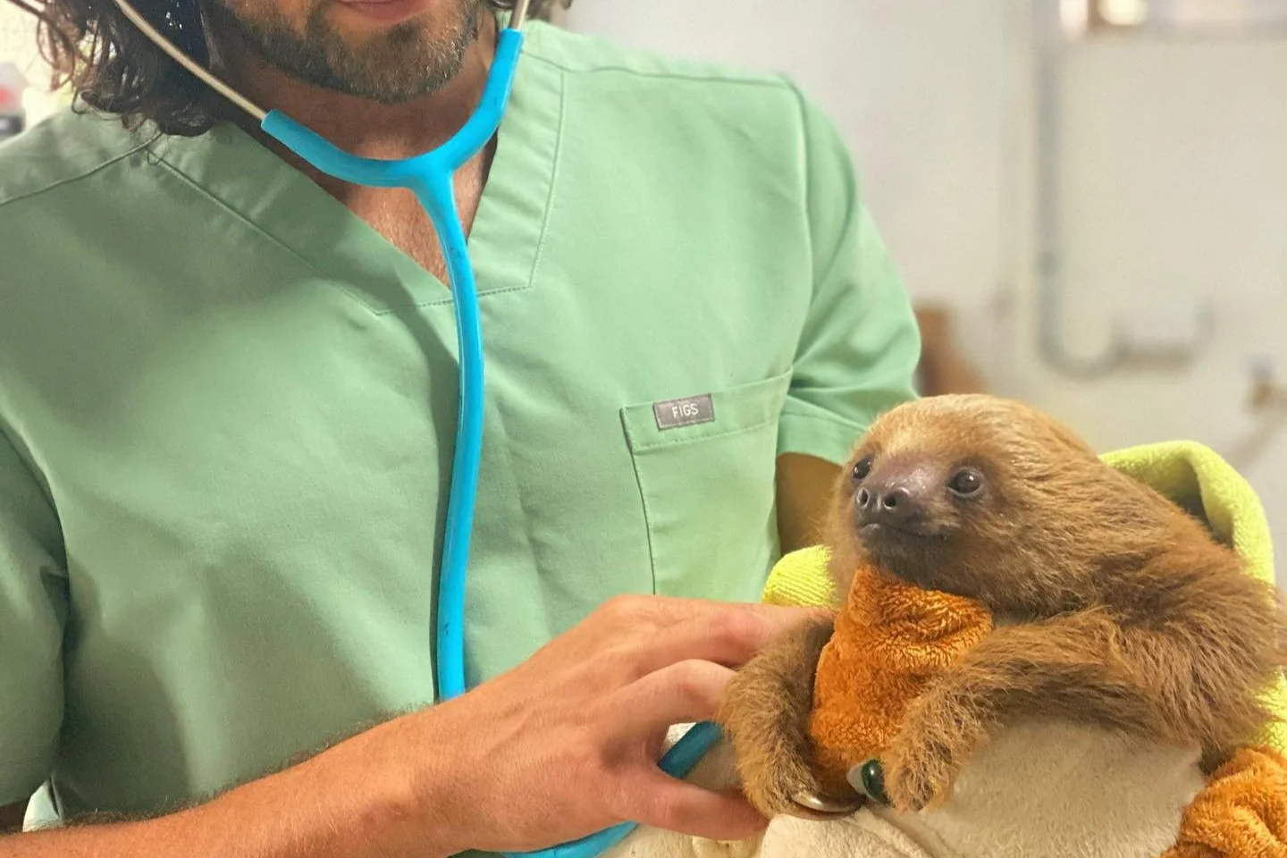 Vet Talk- Sloths!