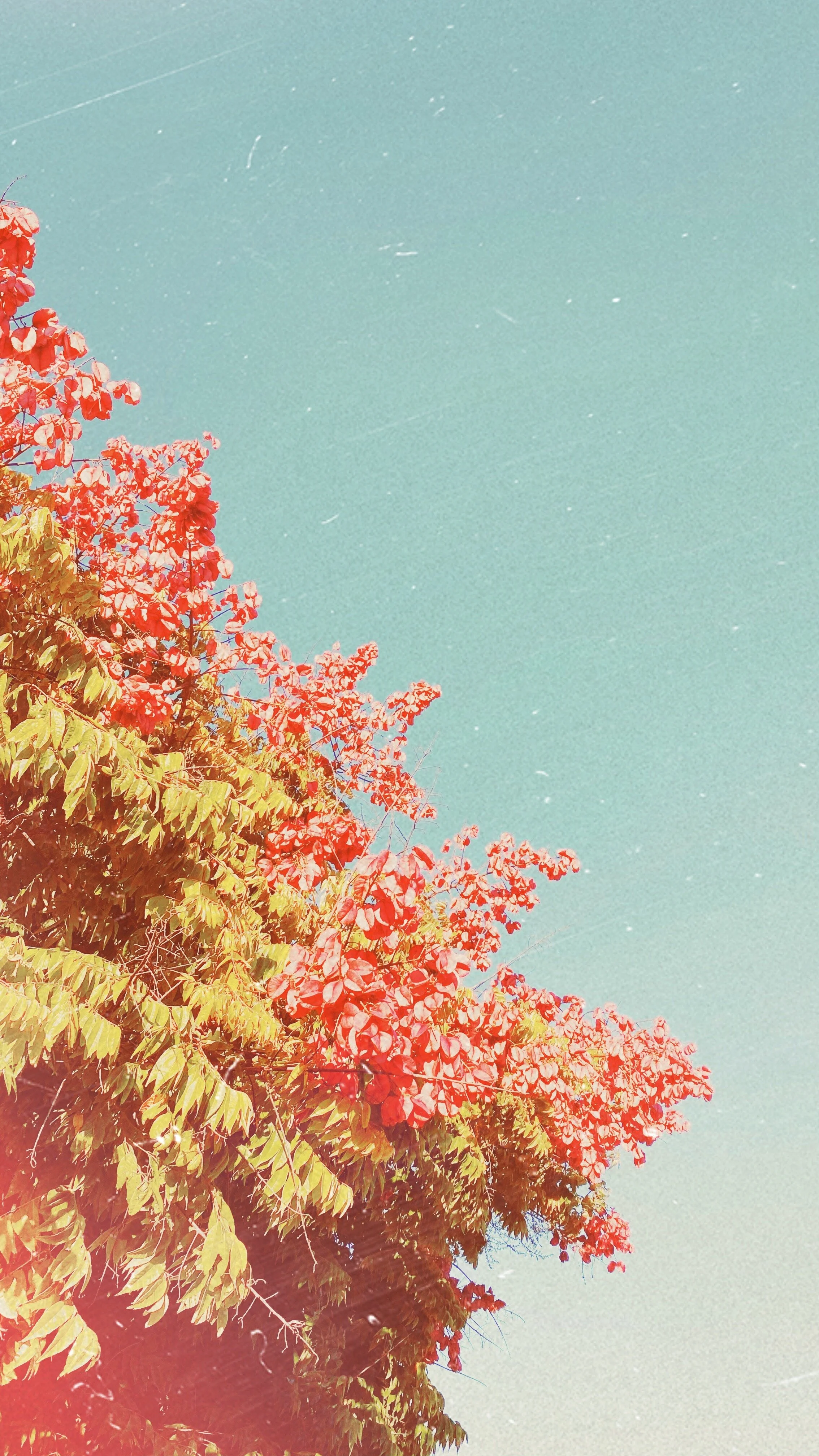 PHOTOGRAPHY / CARPINTERIA, CA