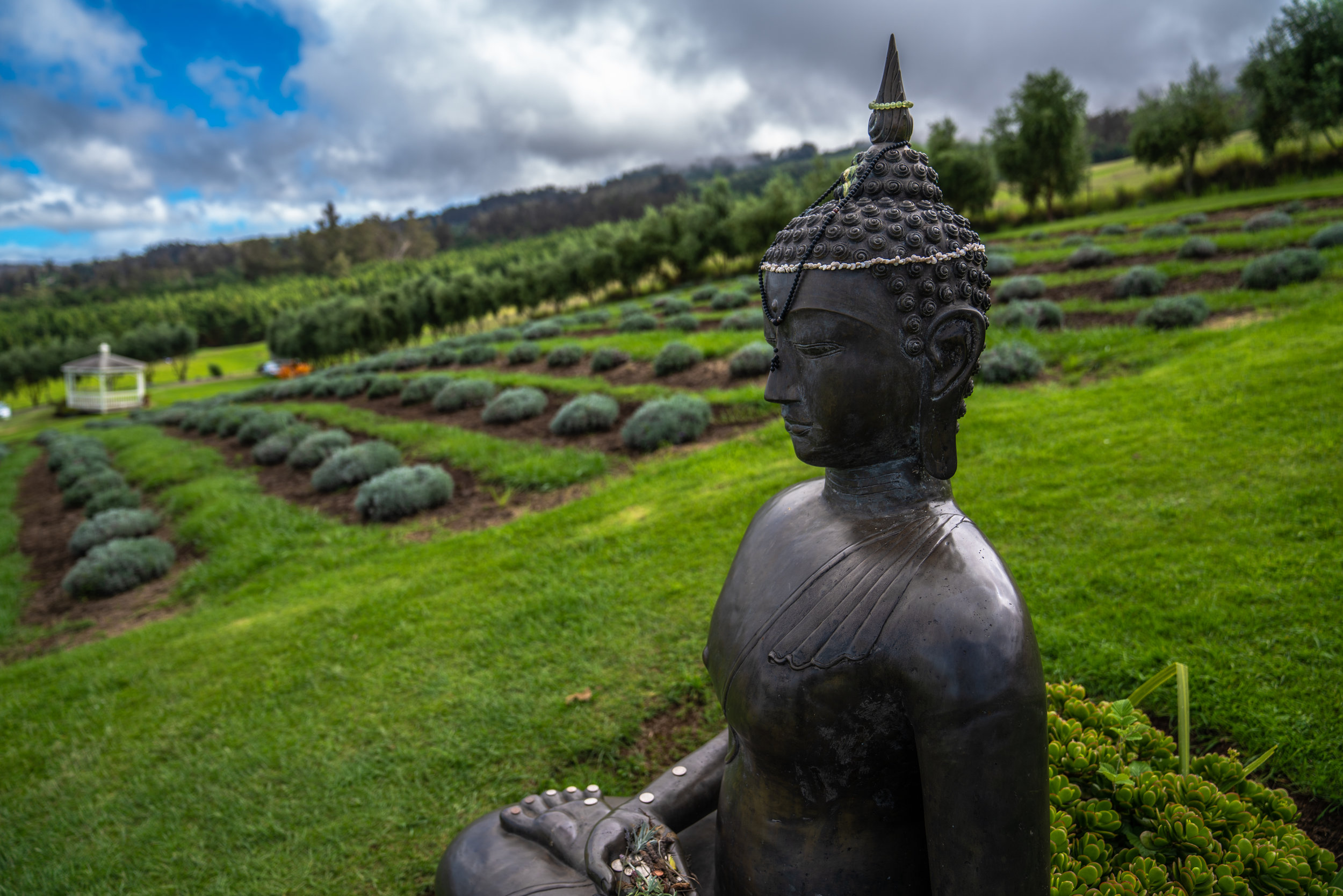 mauilavenderbuddah3-1.jpg