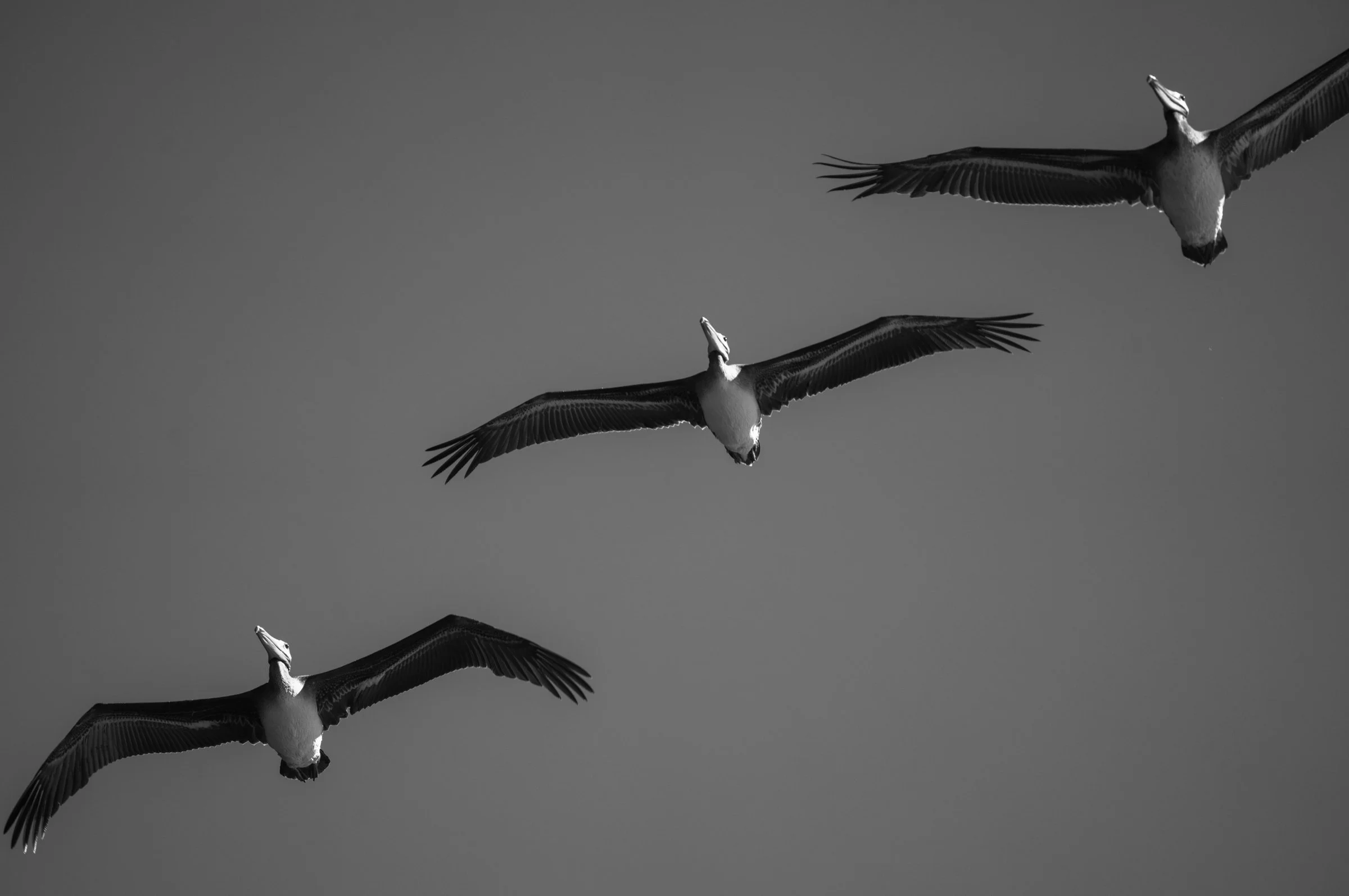 b&wpelicans-1.jpg