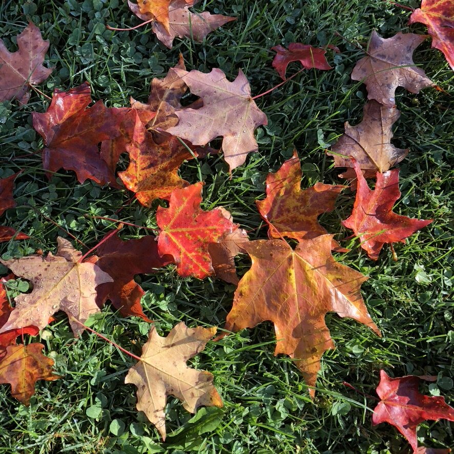 What to Do When the World is On Fire