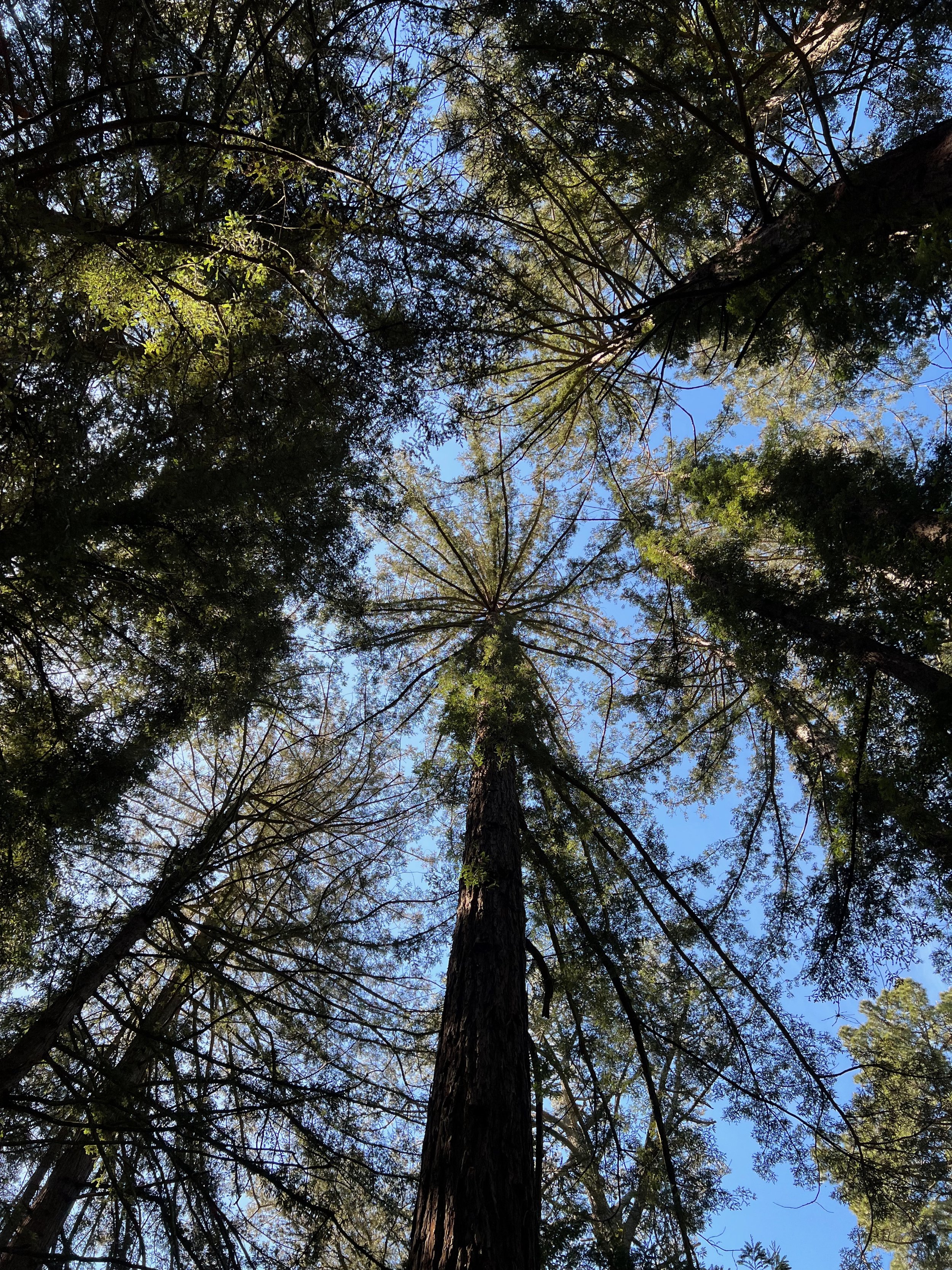 Why you need more awe