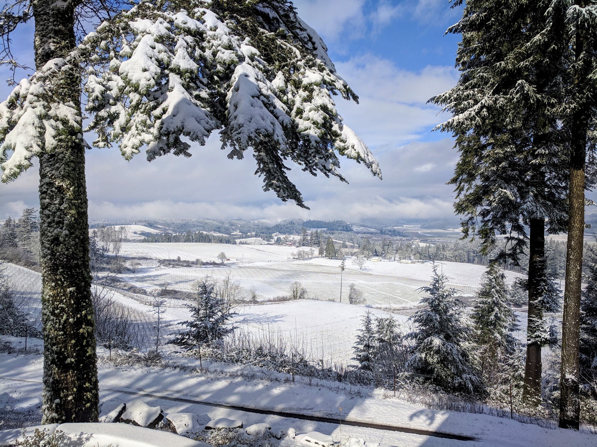 snow-vineyard.jpg