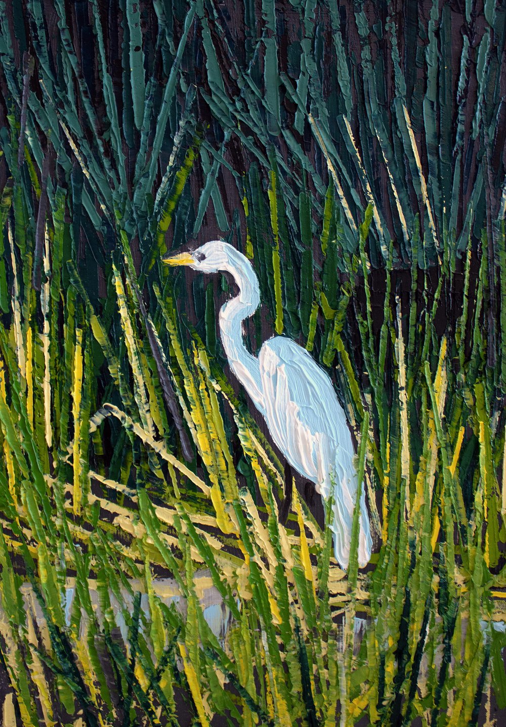 Egret in the Everglades National Park  (7 x 5 inches)