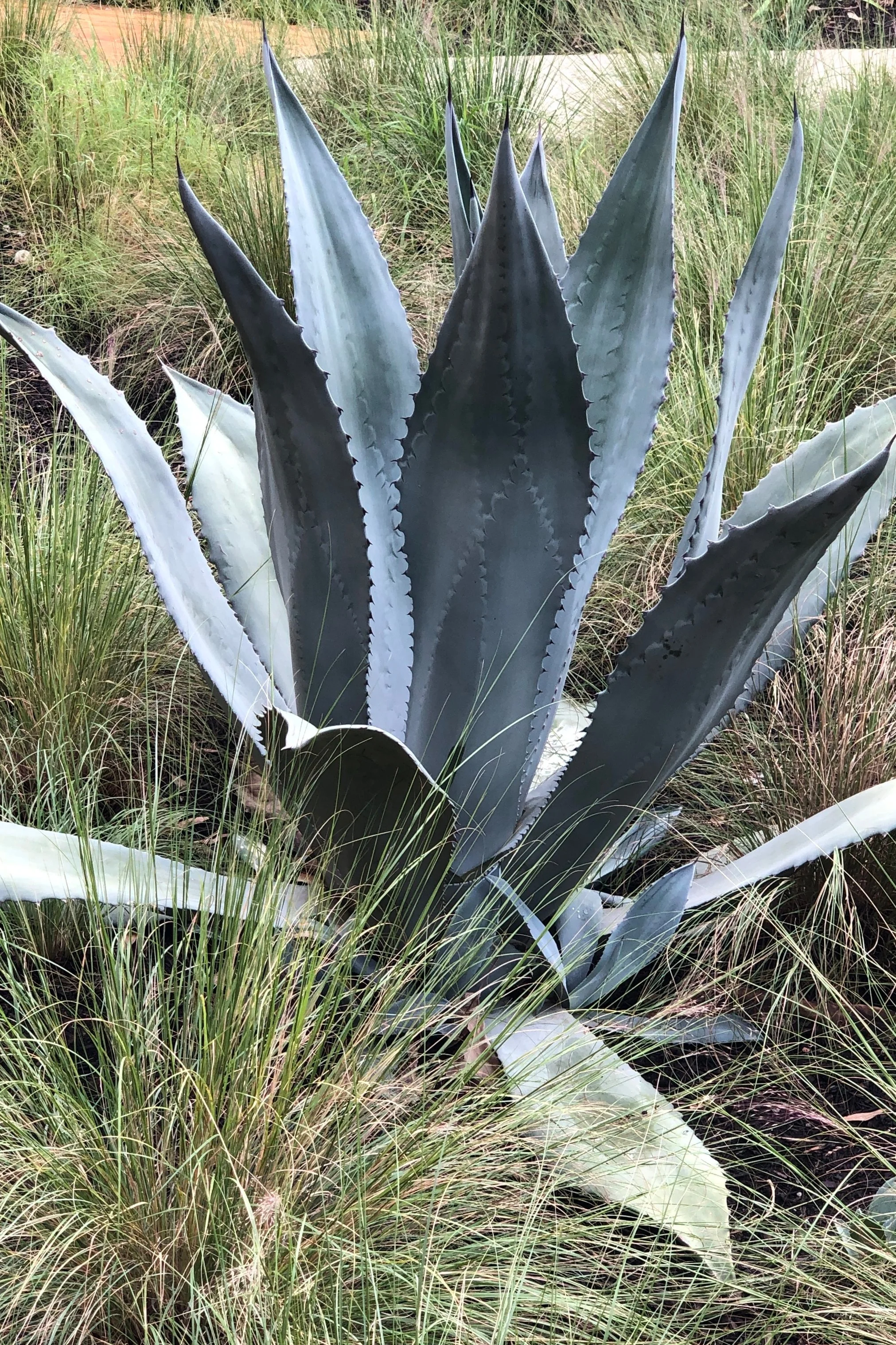 Is that agave?