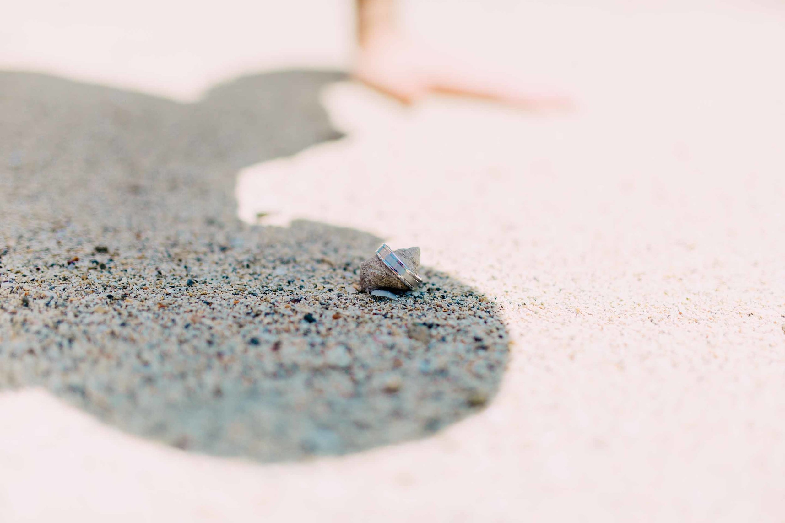 a hermit crab on the beach in the shade of Sean the groom