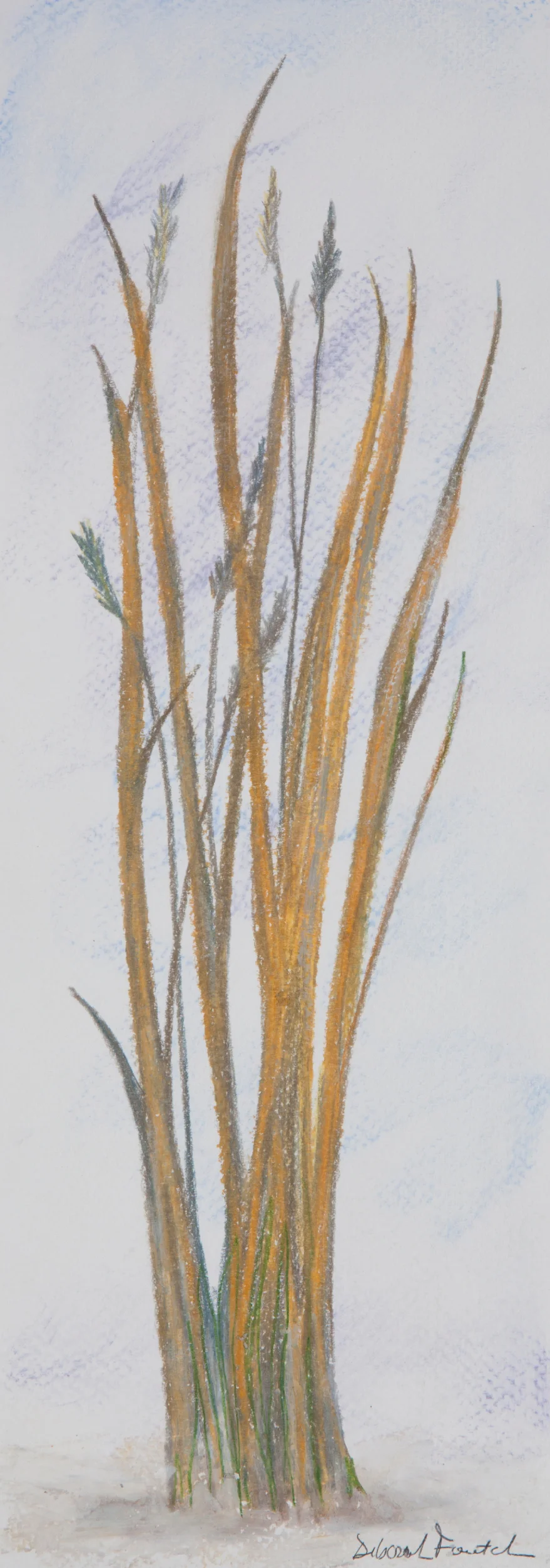 Native Grasses, 14”x6” drawing. A drawing of native Minnesota grasses.
