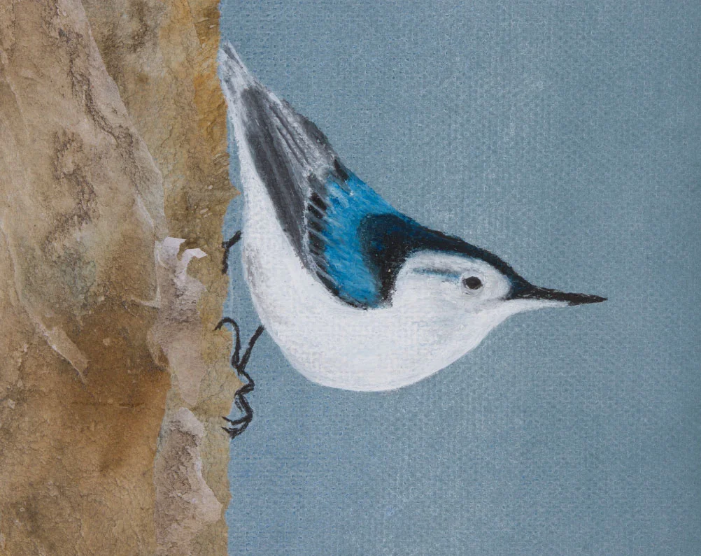 Nuthatch, 8”x10” drawing . A drawing of the nuthatch, one of the birds that stay with us in winter.