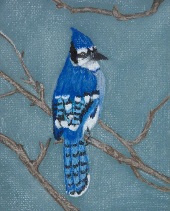 Blue Jay, drawing.