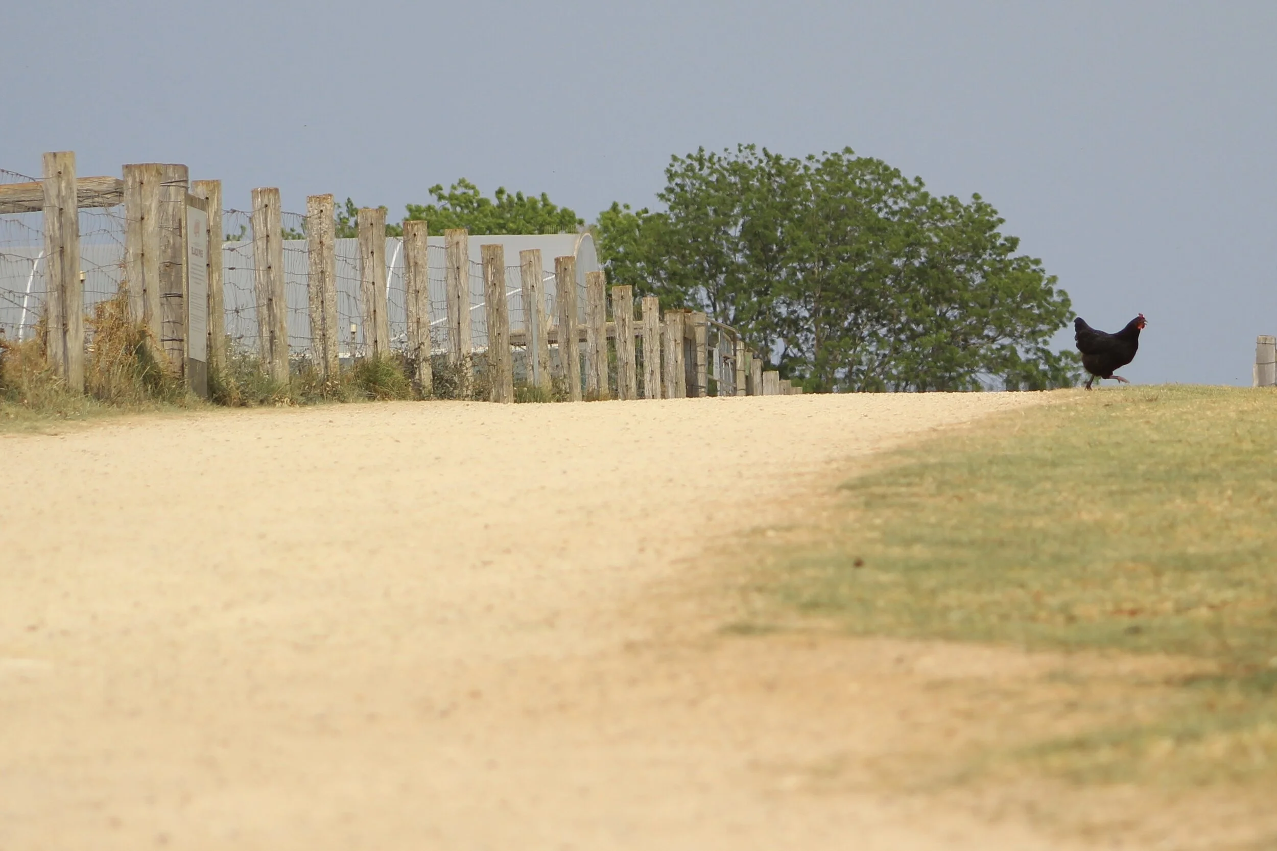 Chicken Crosses Road for Farm-to-Table Produce