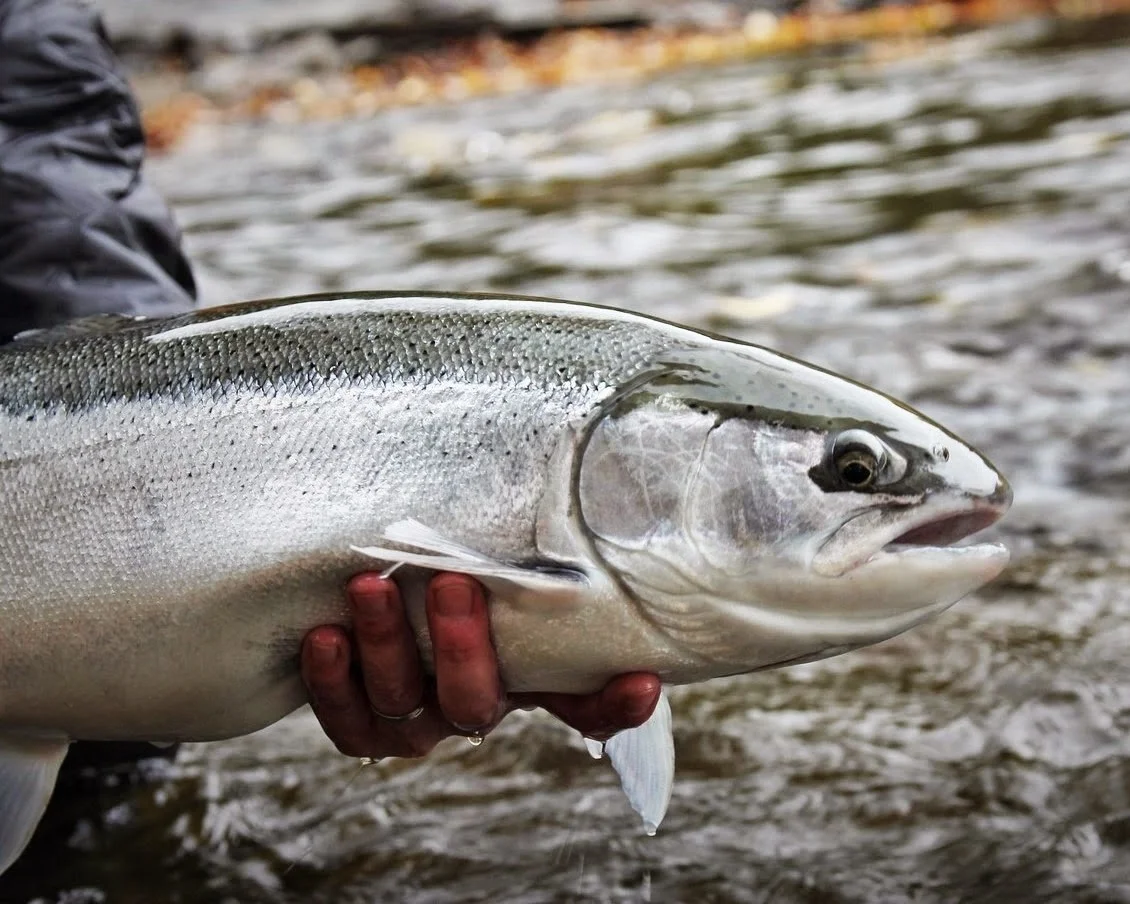 6-Father+Son+Fly+fishing+Steelhead+and+Chinook+Salmon+River+Oswego.+NY+%282%29.jpg