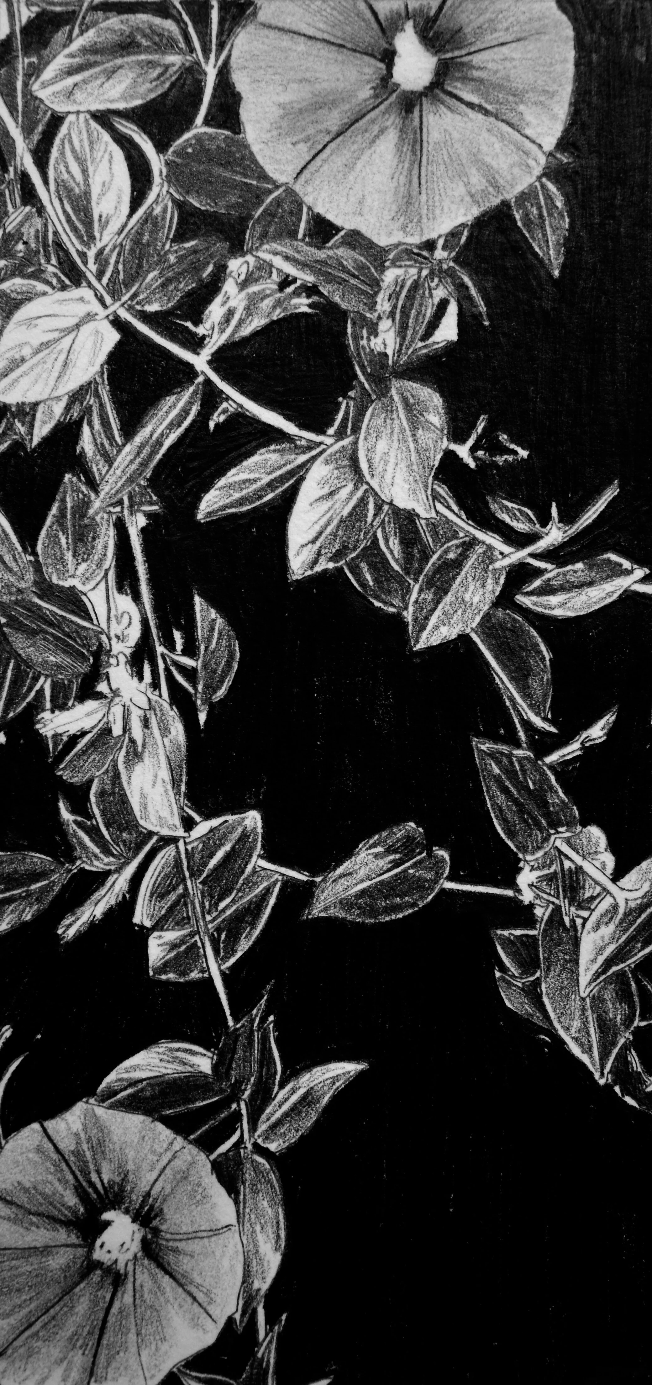 Flower II.JPG