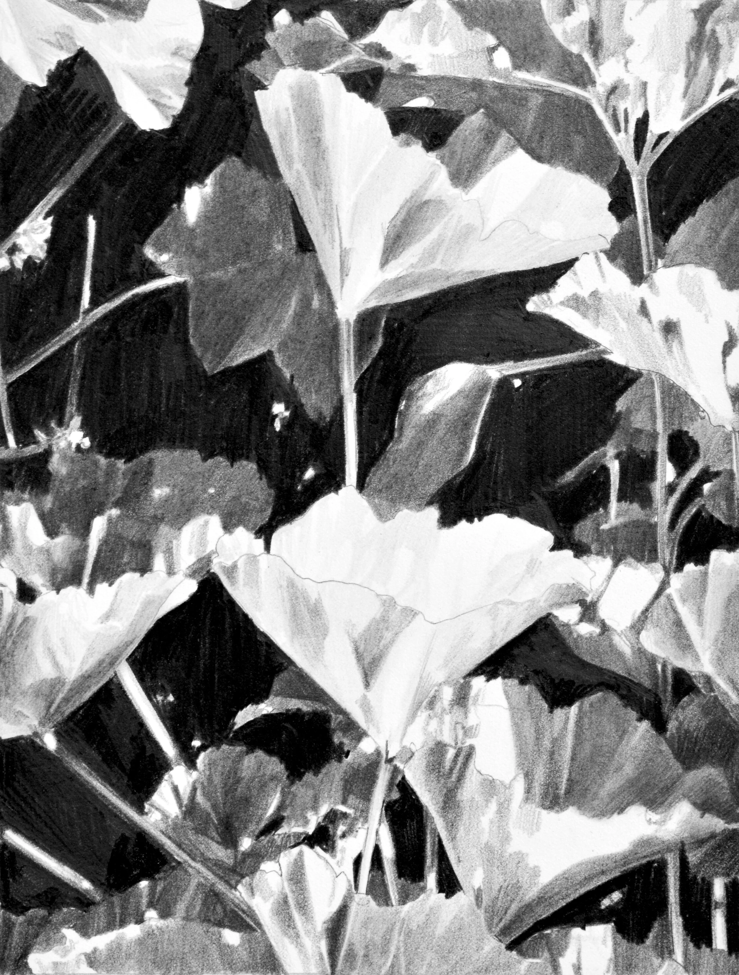 Mallow I.JPG