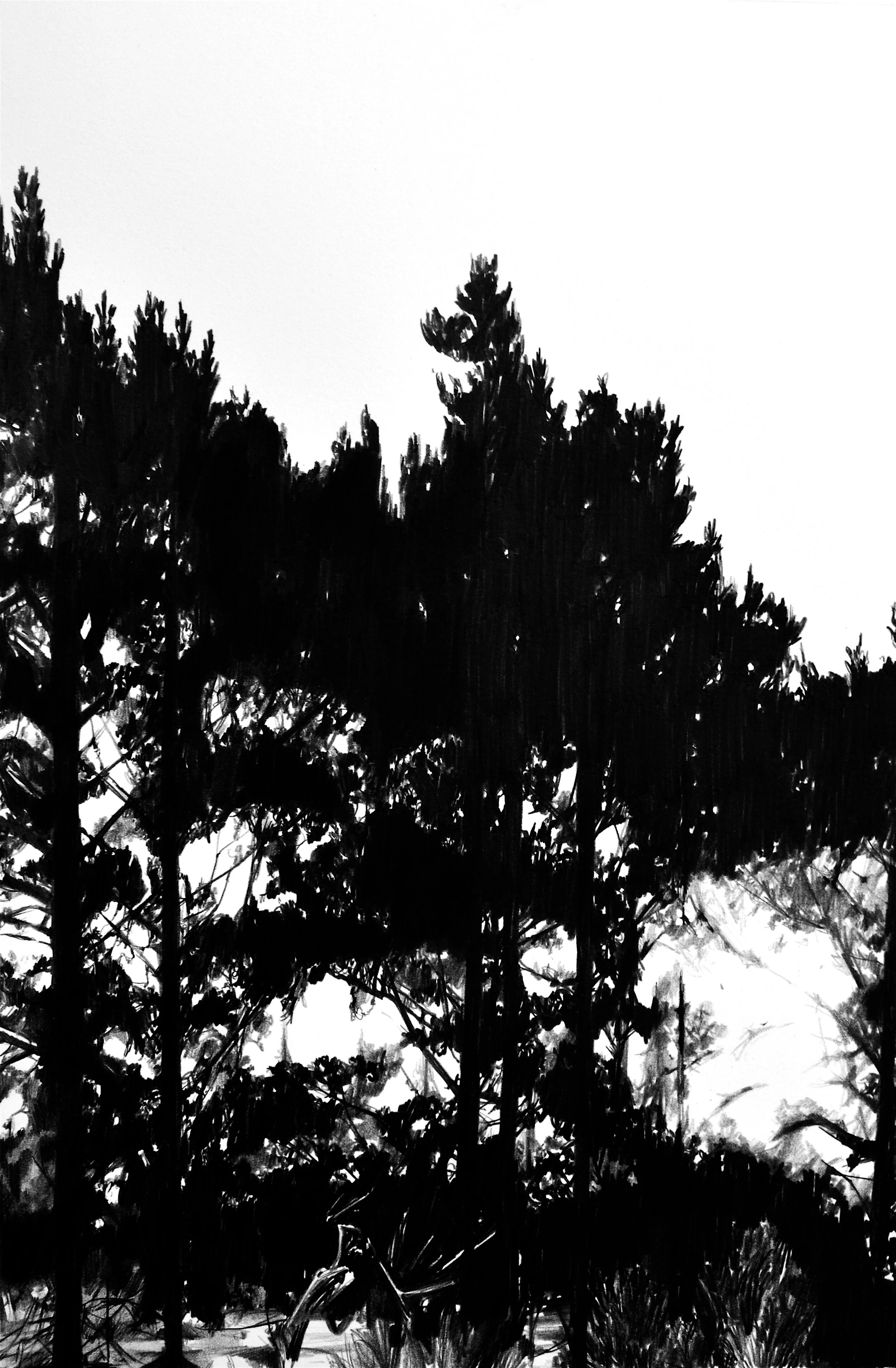 Witch's forest.JPG