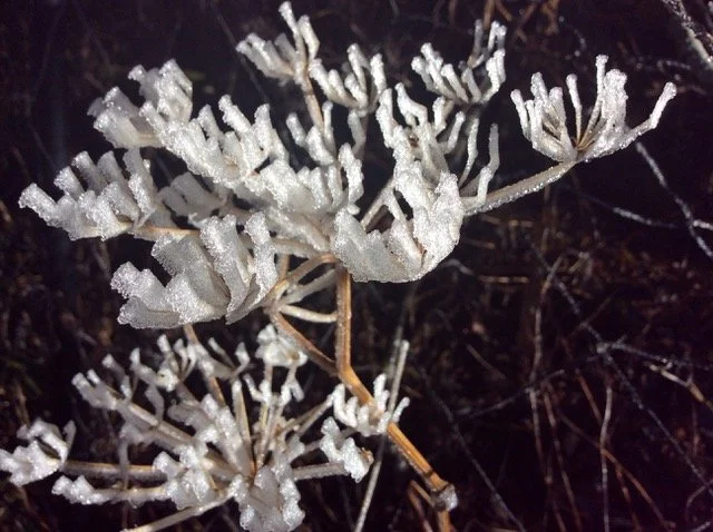 Winterträume - Frühjahrsknospen