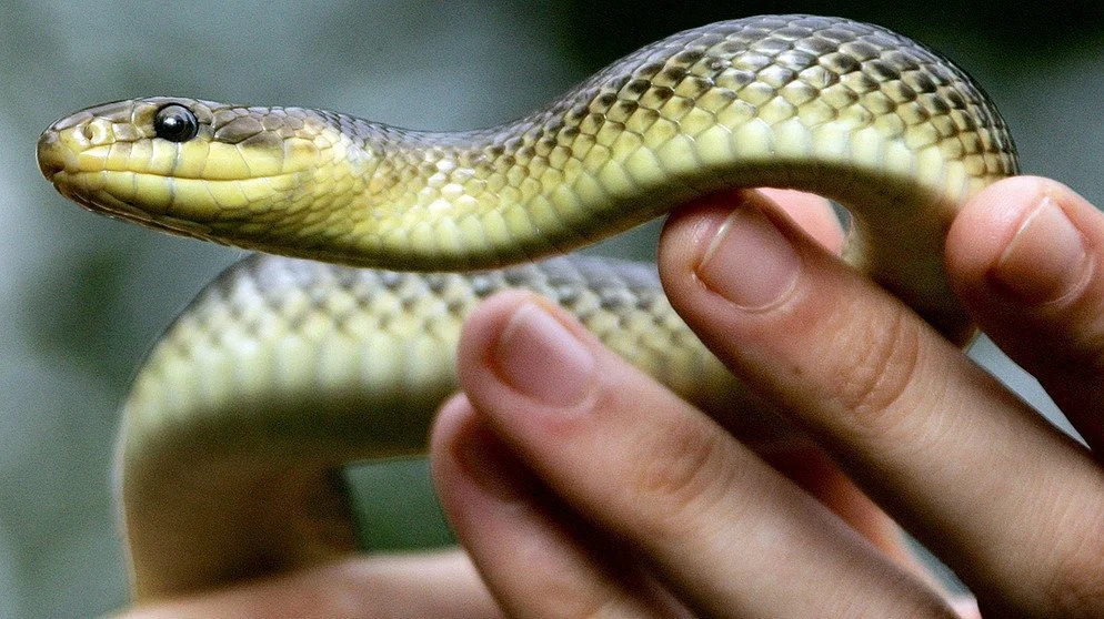 Tamalpa Workshop: Häutungen