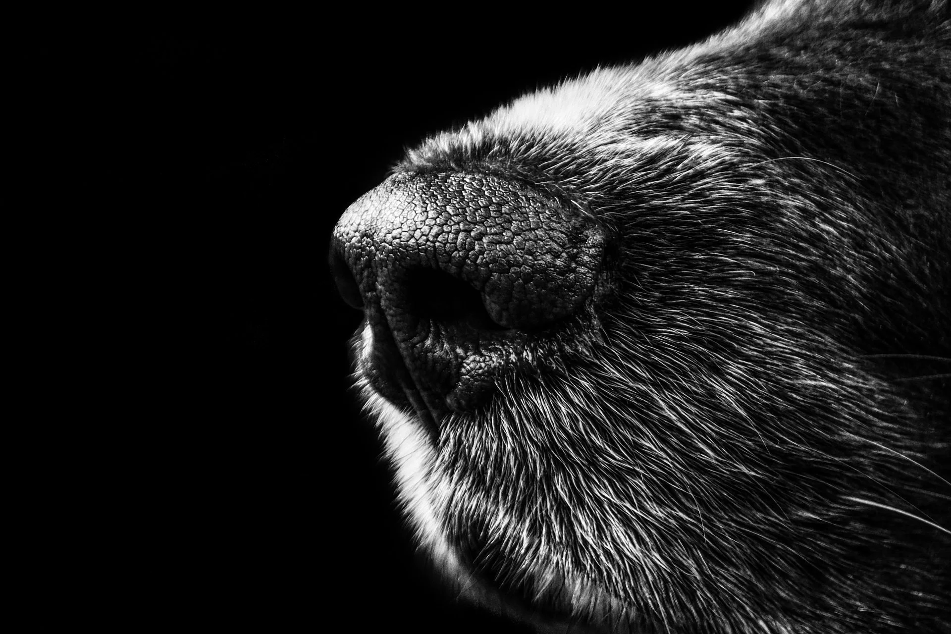 dog-188273_1920.jpg