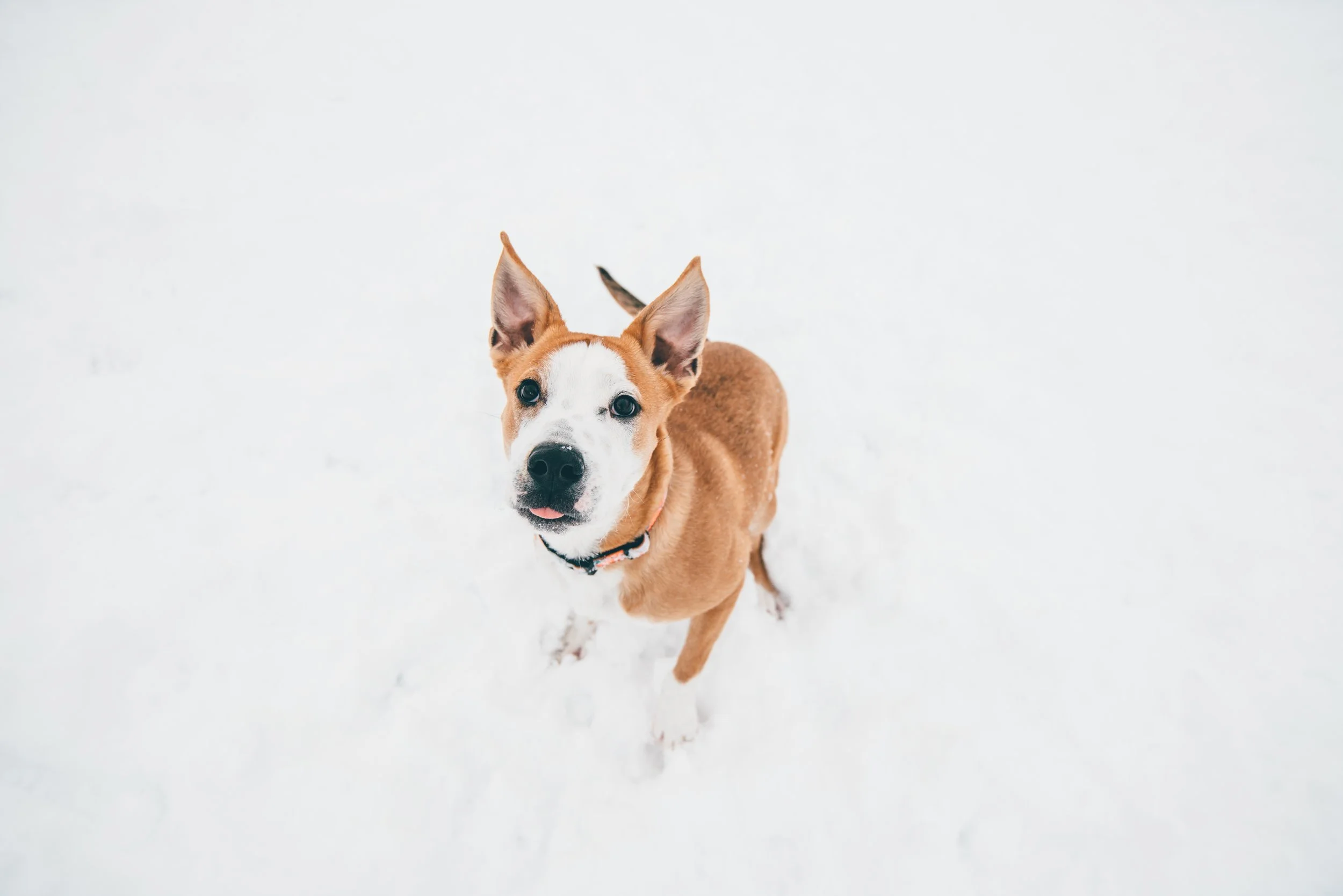 ben-konfrst-1370995-unsplash.jpg