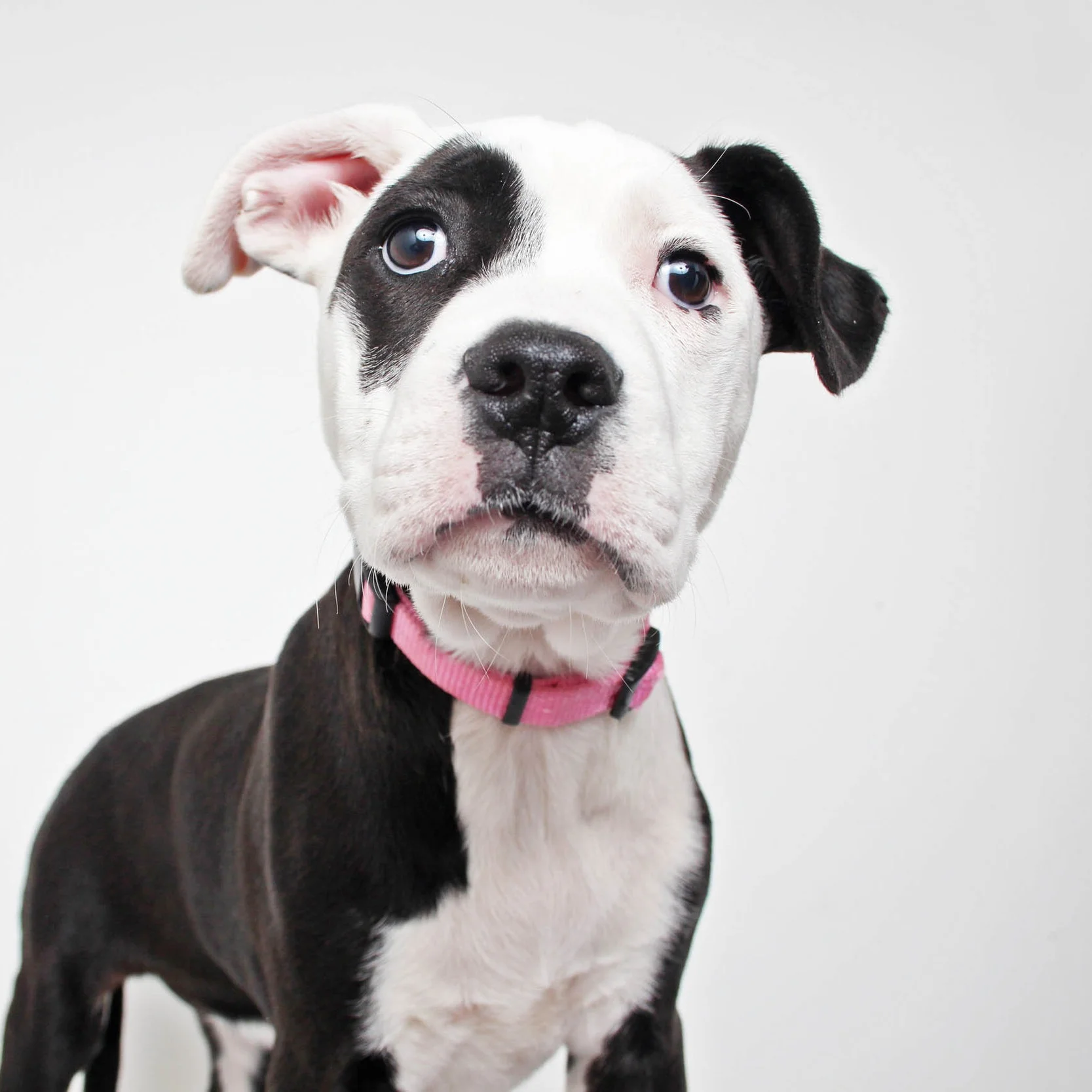 Pitbull.jpg