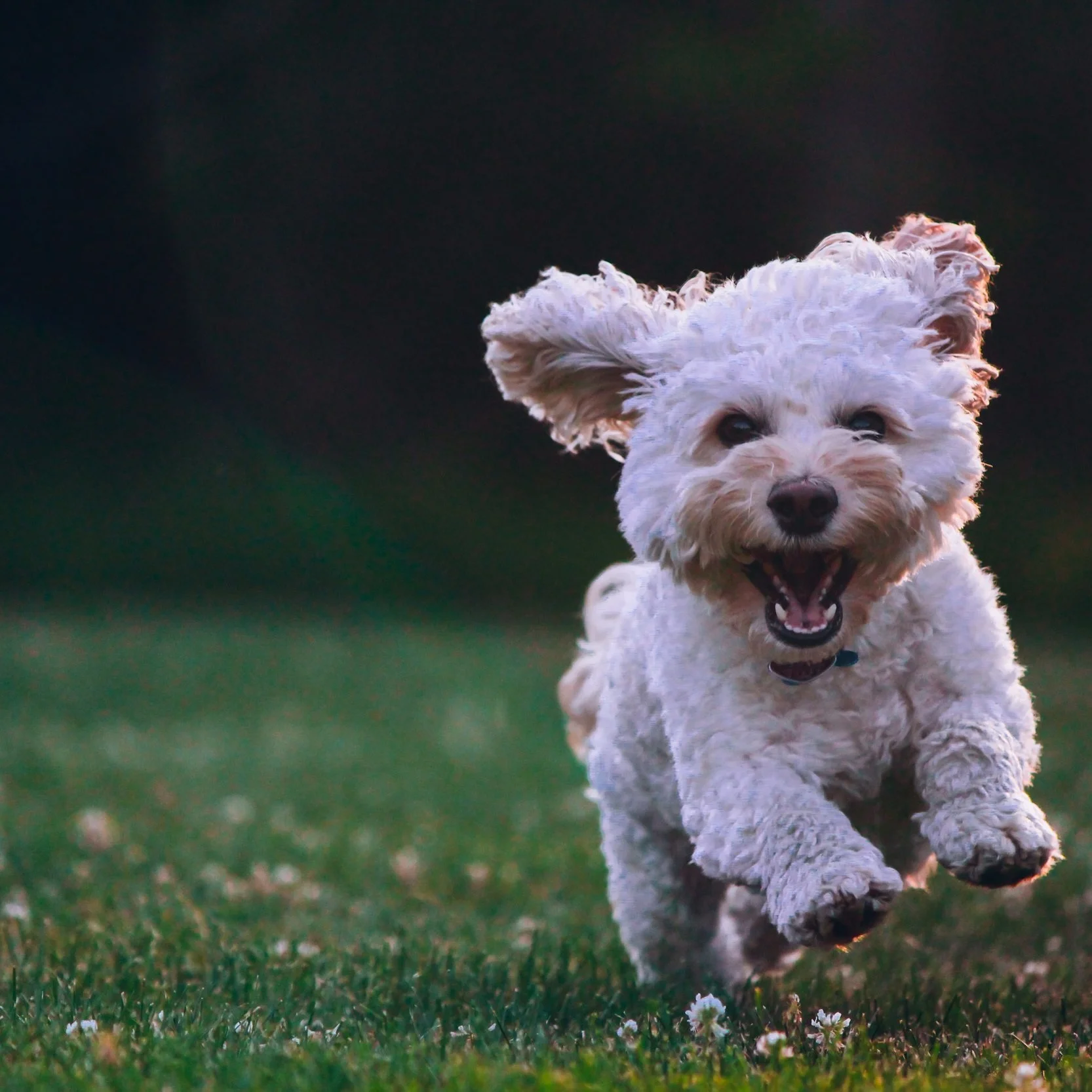 joe-caione-781415-unsplash.jpg