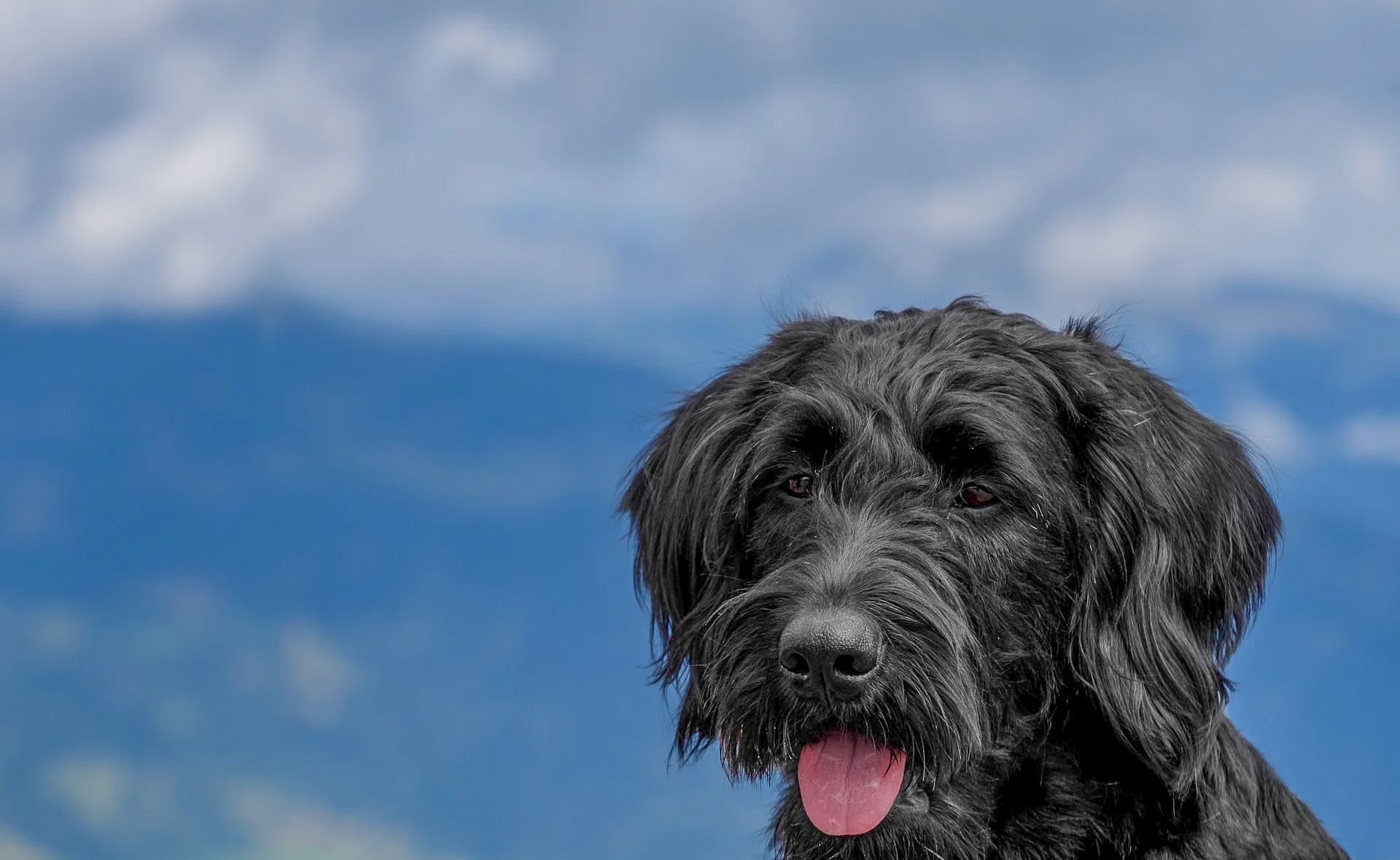 dog-3632994_1920-2.jpg