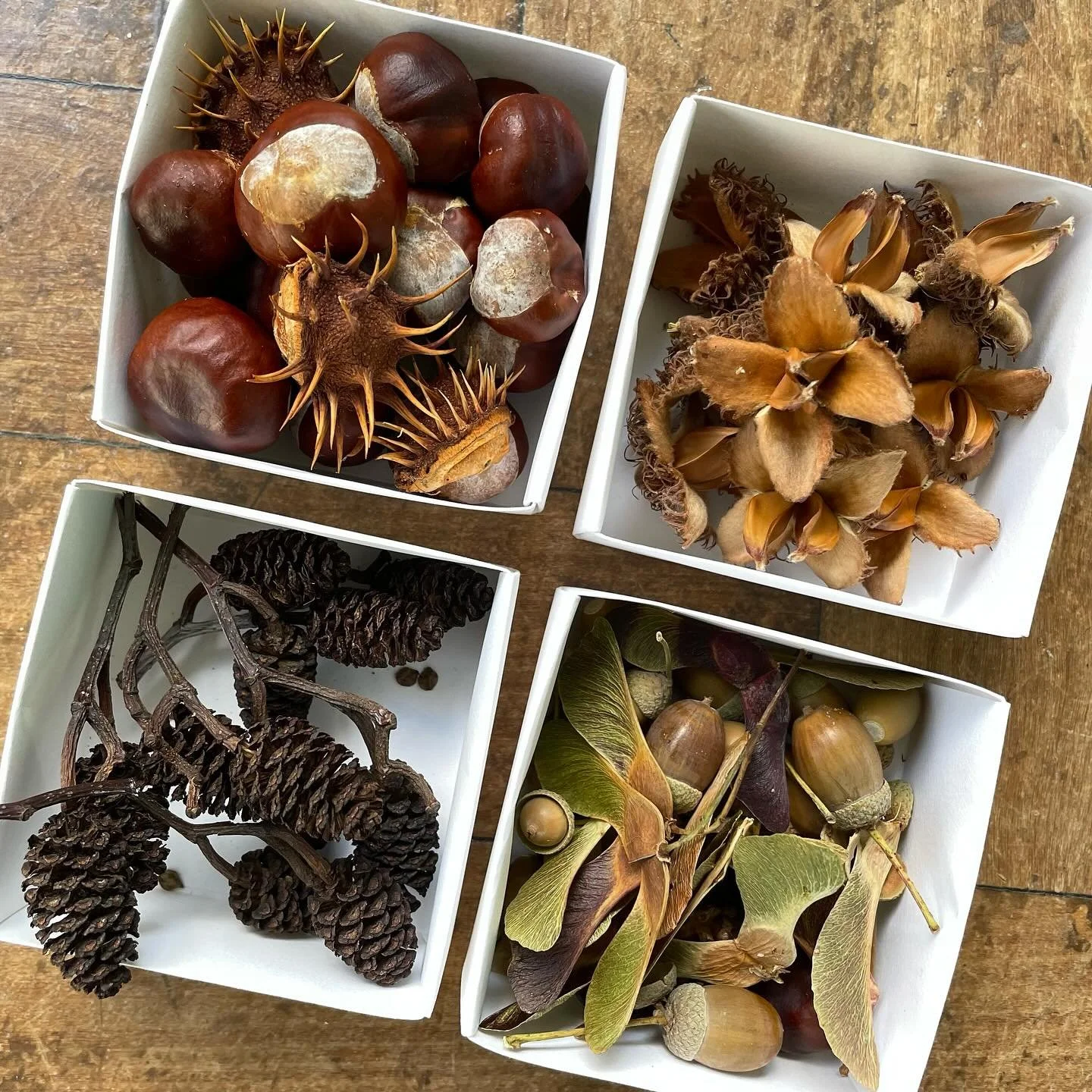 I'm not quite ready for the autumn equinox this year but nature has been making her preparations... 

#nature #equinox #gatheringinspiration