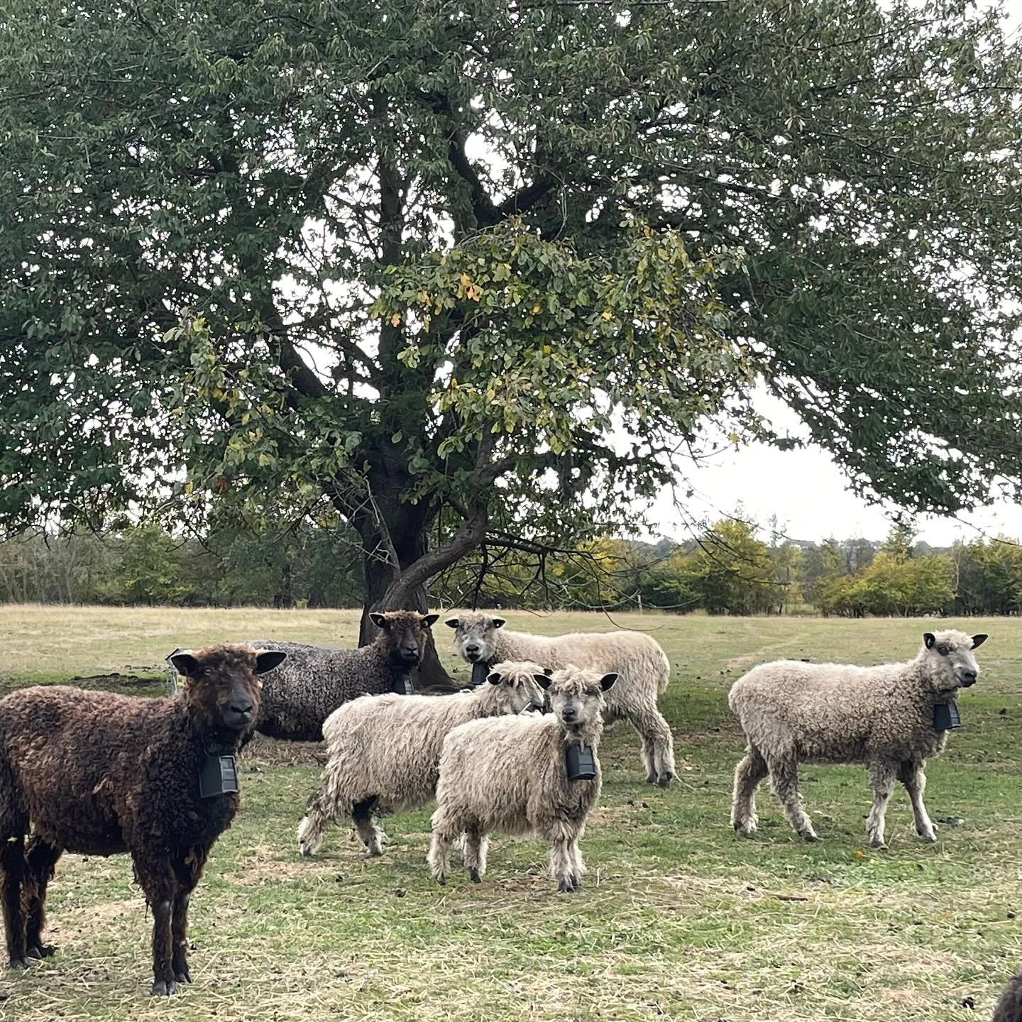 Every month is wool month in my world but October is the official version so to celebrate let me introduce some of my friend's flock of Wensleydales. They're beautiful, super-friendly and always very interested in treats!

#woolmonth #britishwool #we